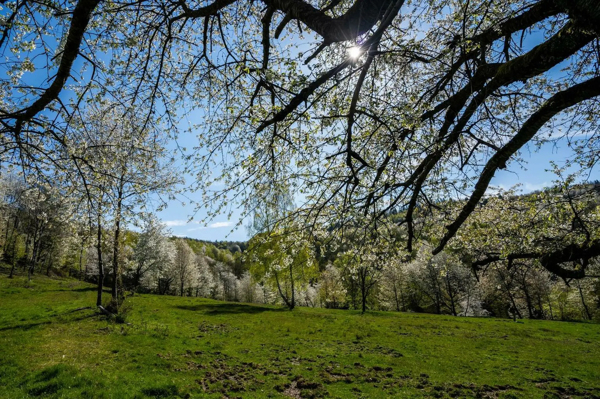 Brdárka na Gemeri opäť zakvitla tisíckami čerešní 
