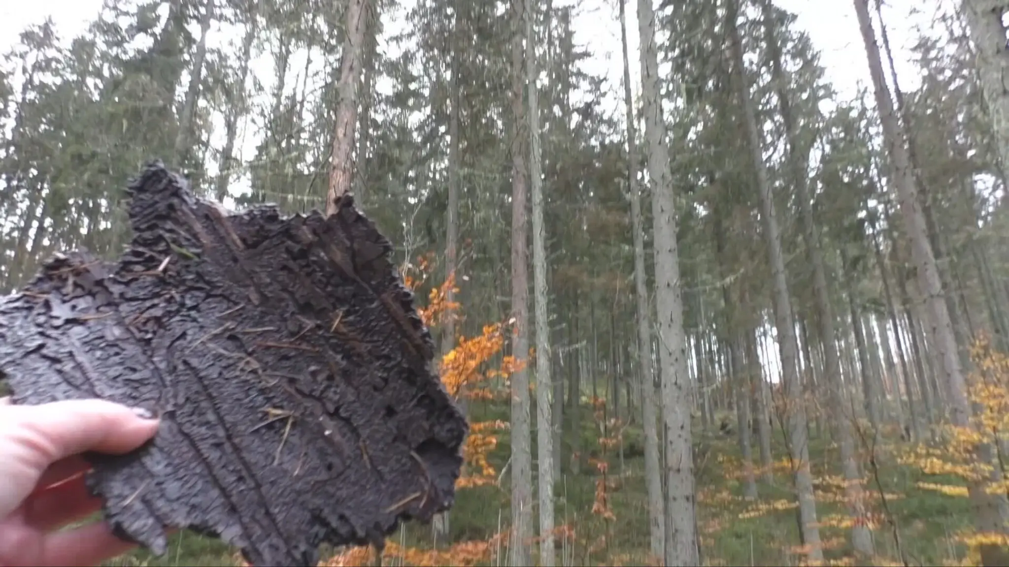 Lykožrútová kalamita na Muranskej planine.