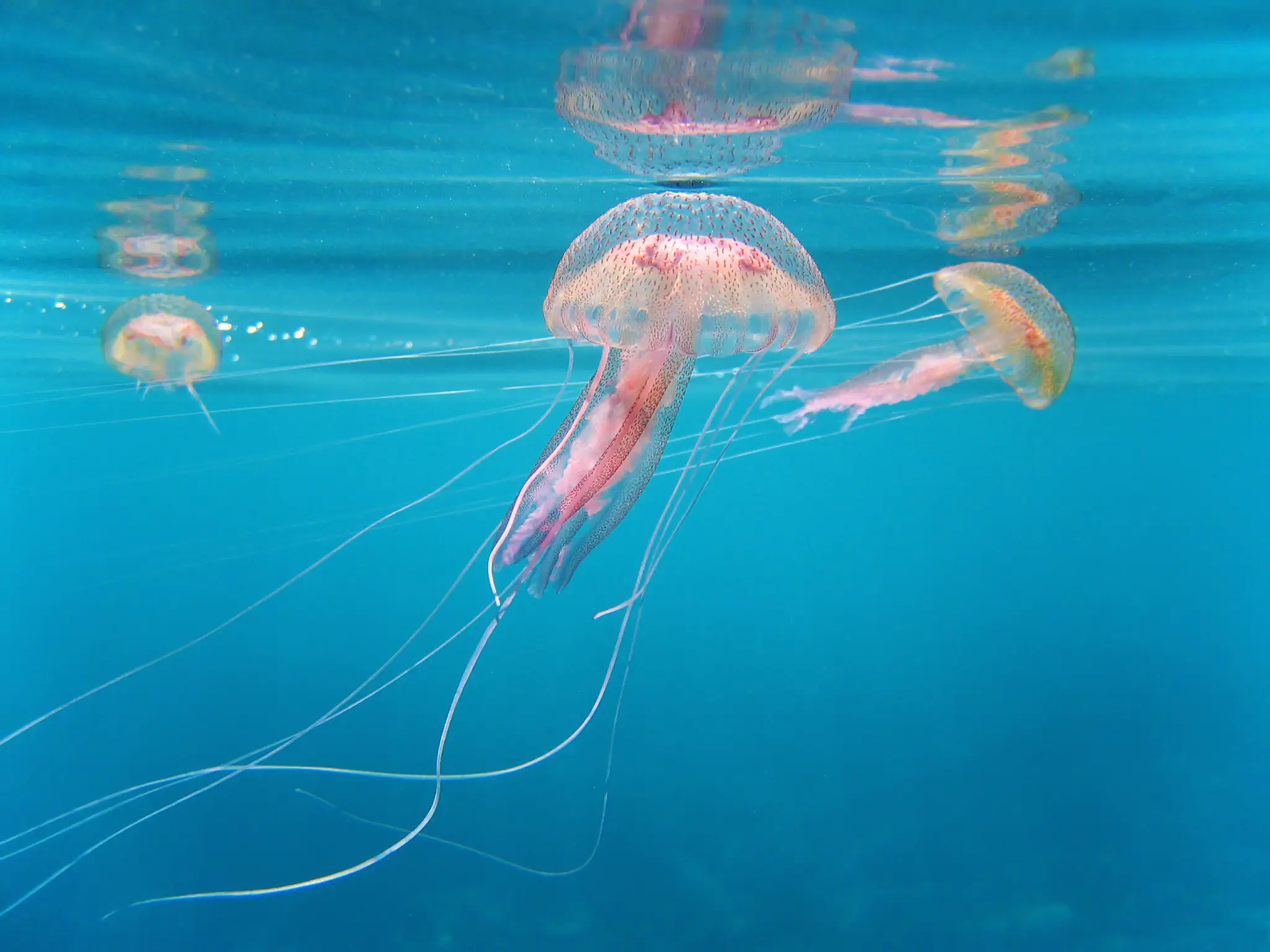 Medúza Pelagia noctiluca