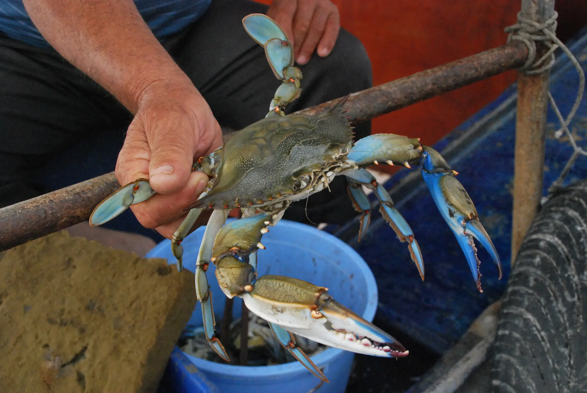 Krab modrý.