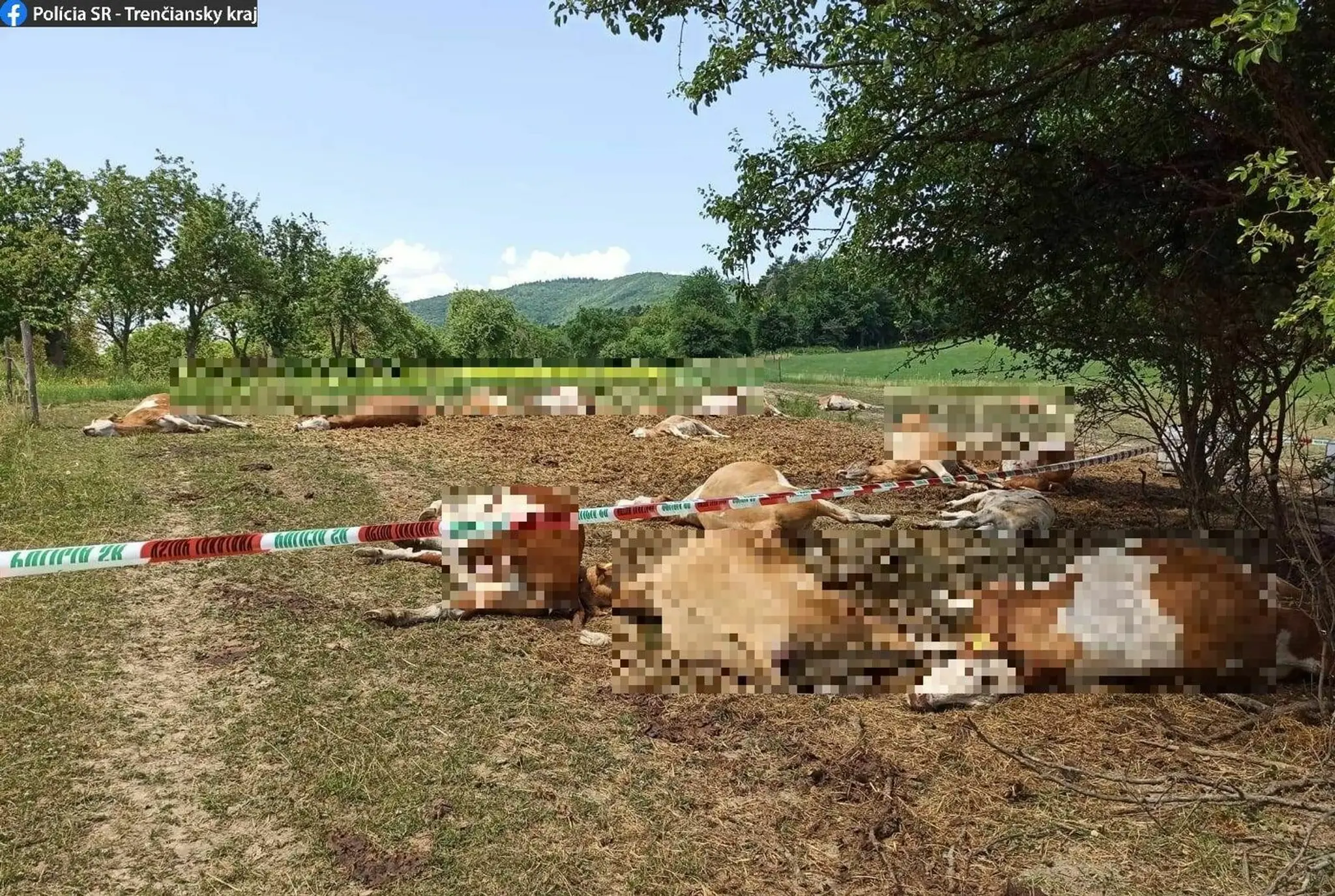 Uhynuté kravy na družstve v Bolešove.