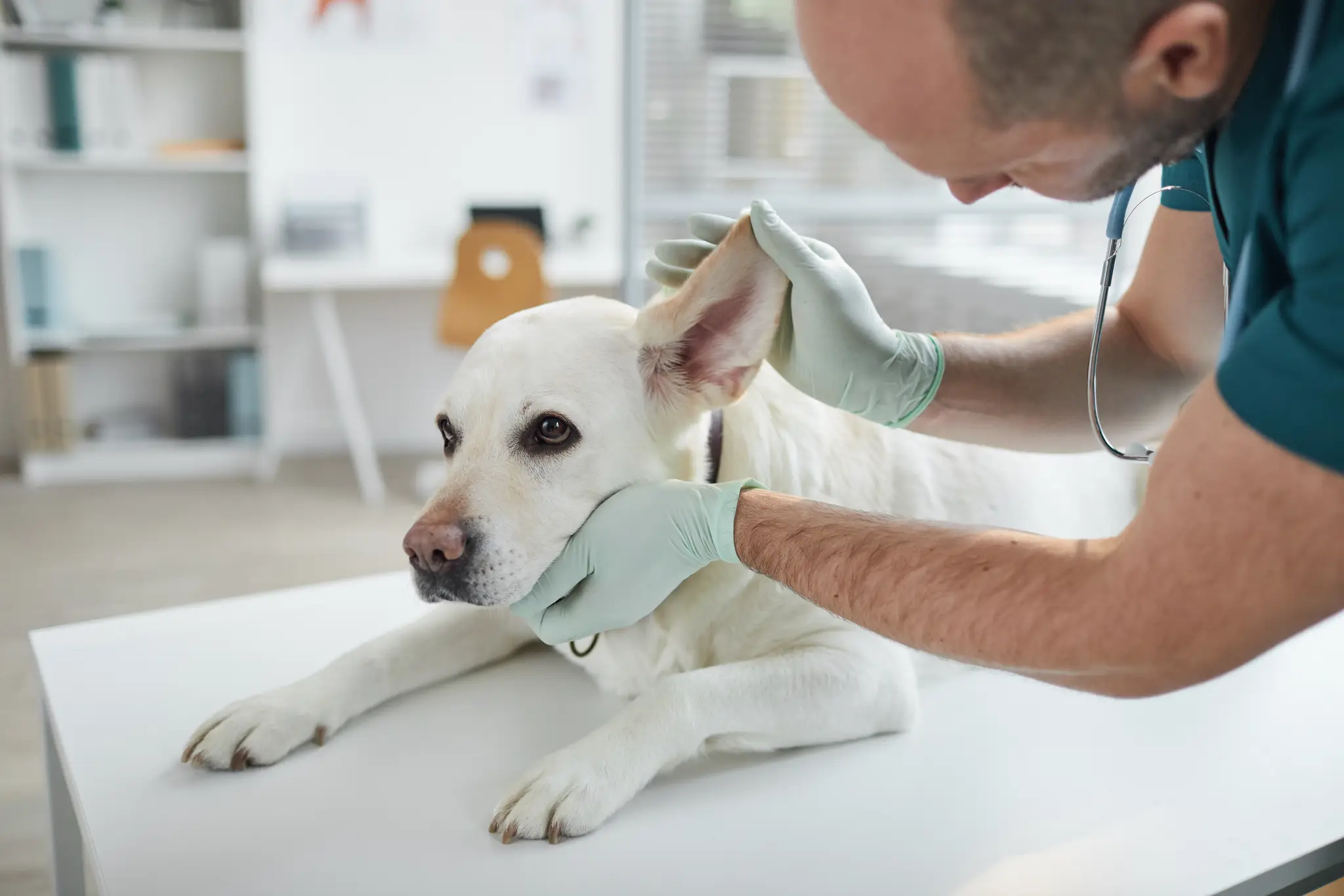 Pes u veterinára.