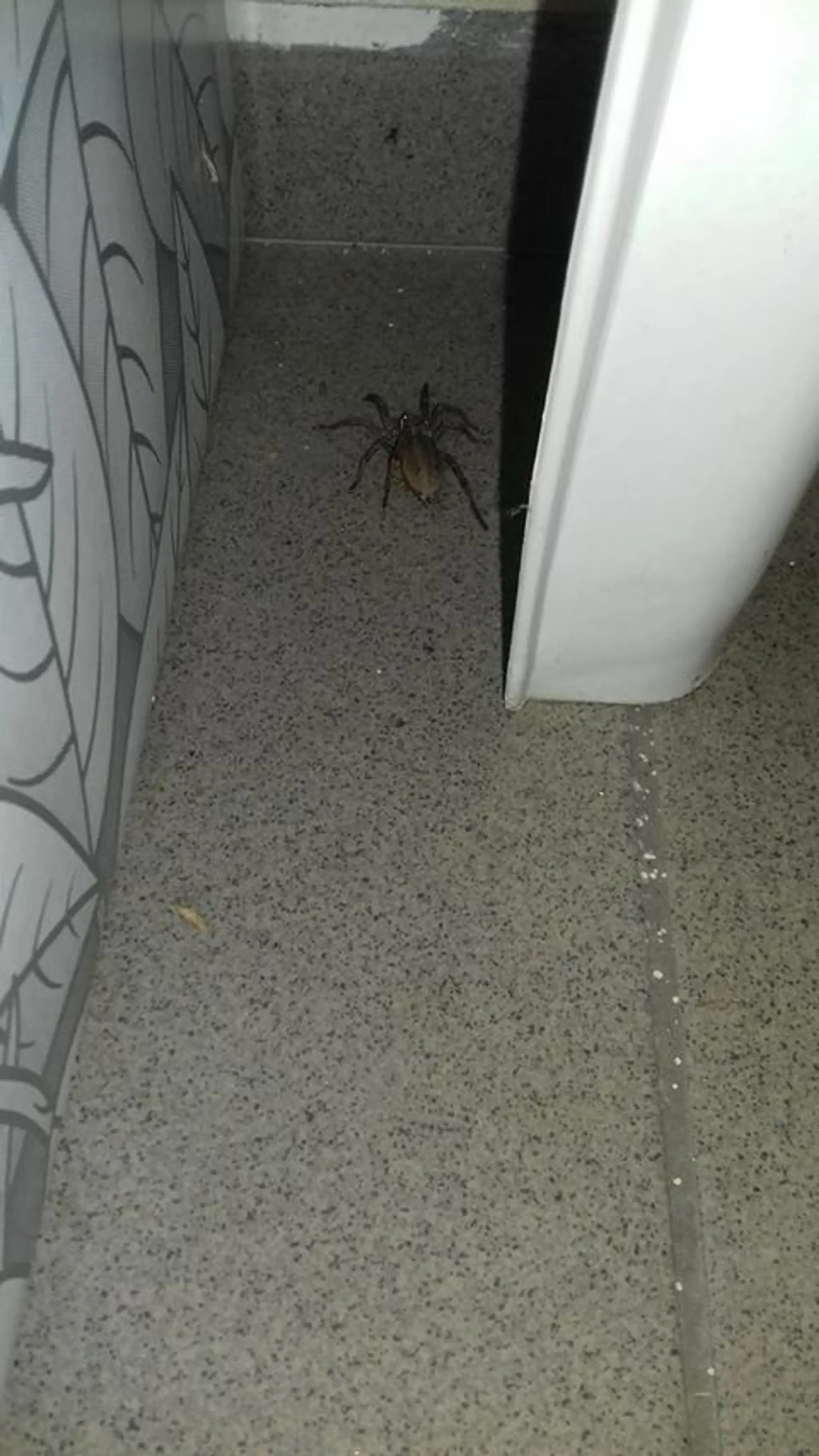 Samica strehúňa južného - Hogna radiata.
