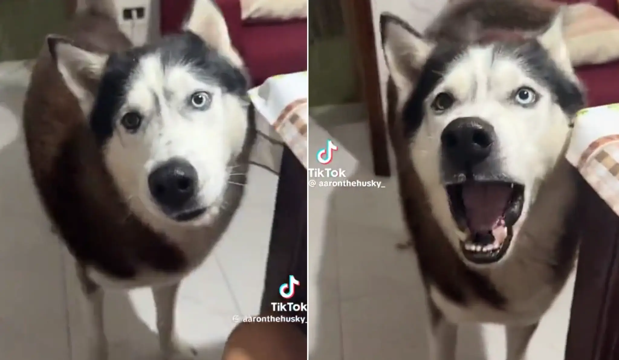 Husky s talianskym prízvukom.