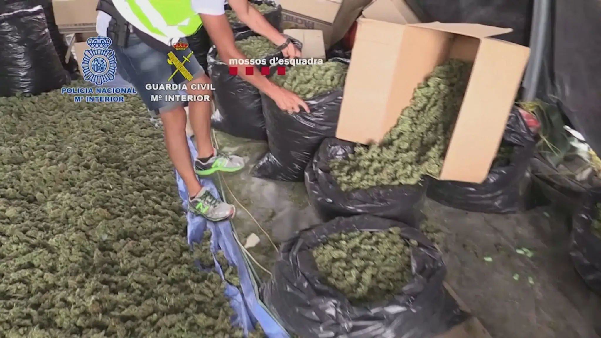 Marihuanove plantáže v Španielsku