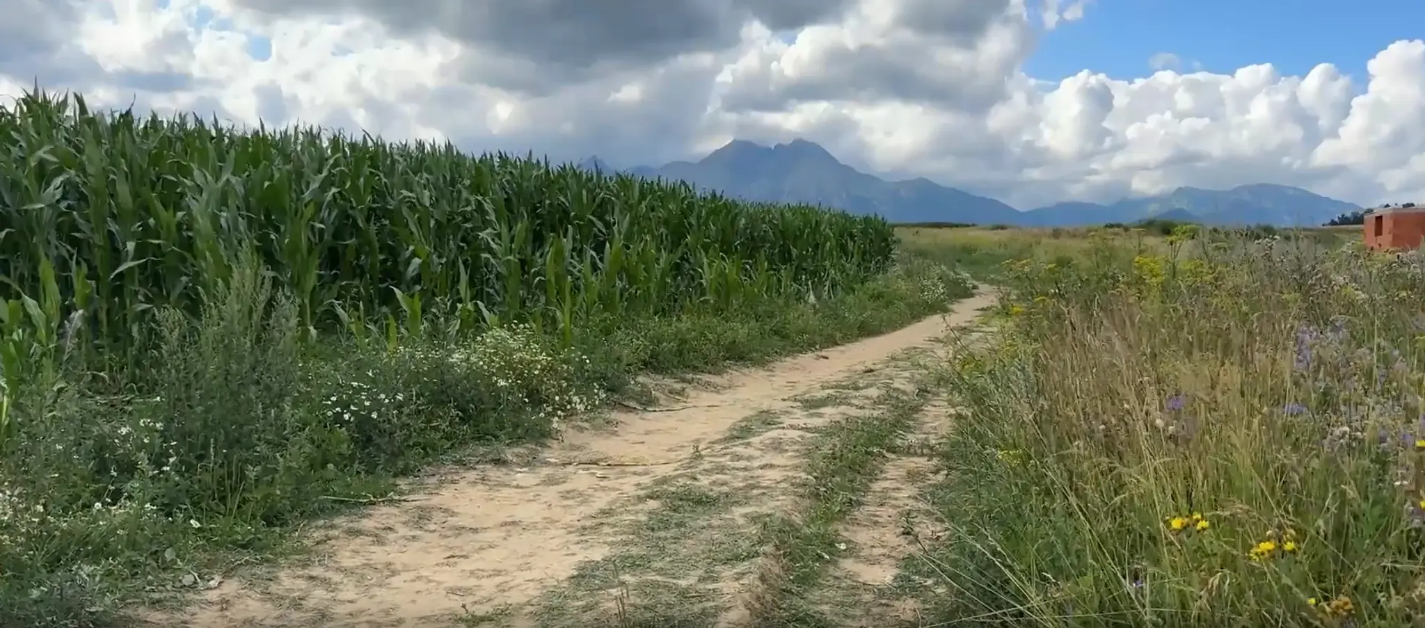 Trojročný chlapec sa stratil v kukuričnom poli.
