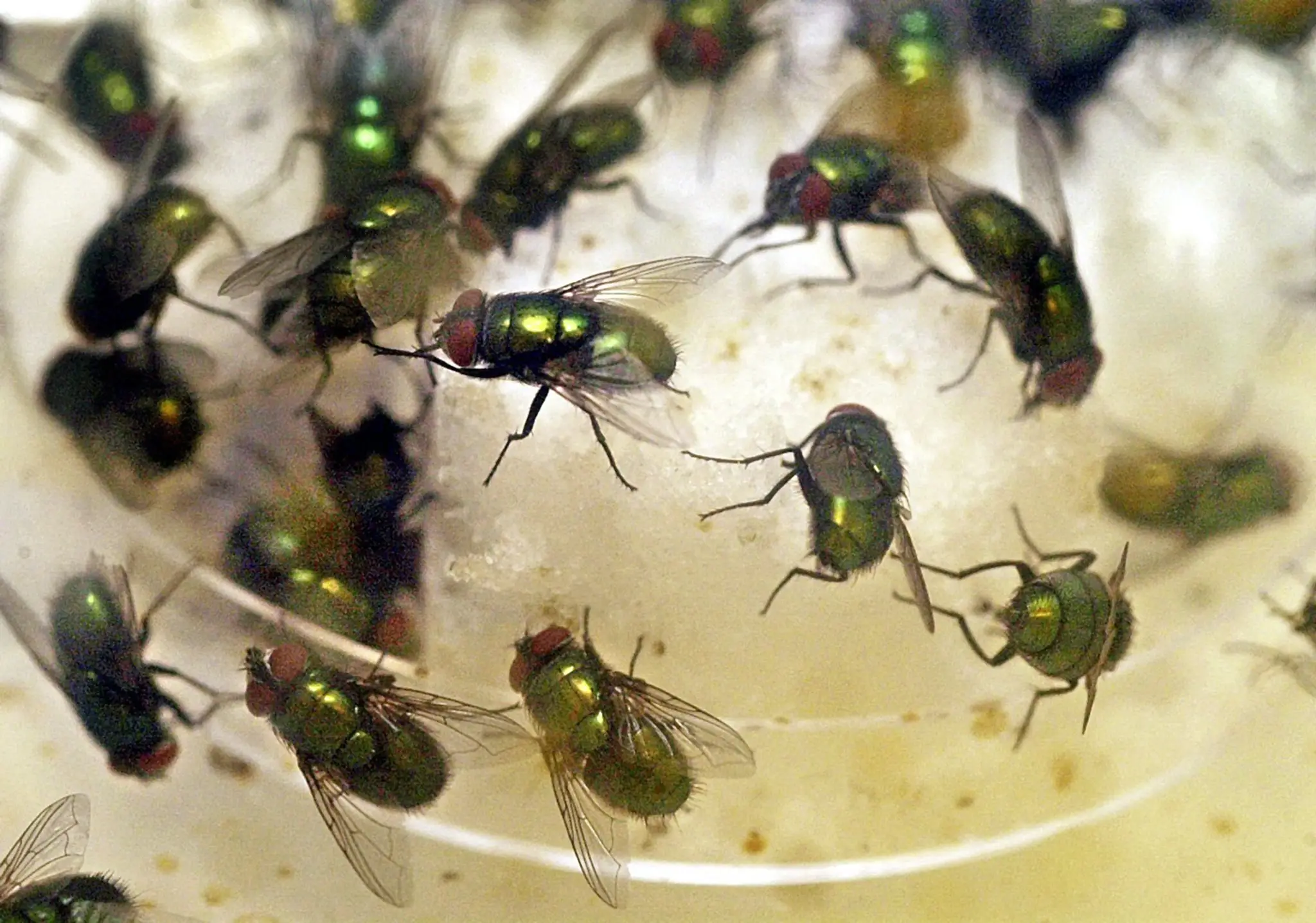 Lucilia sericata 1.