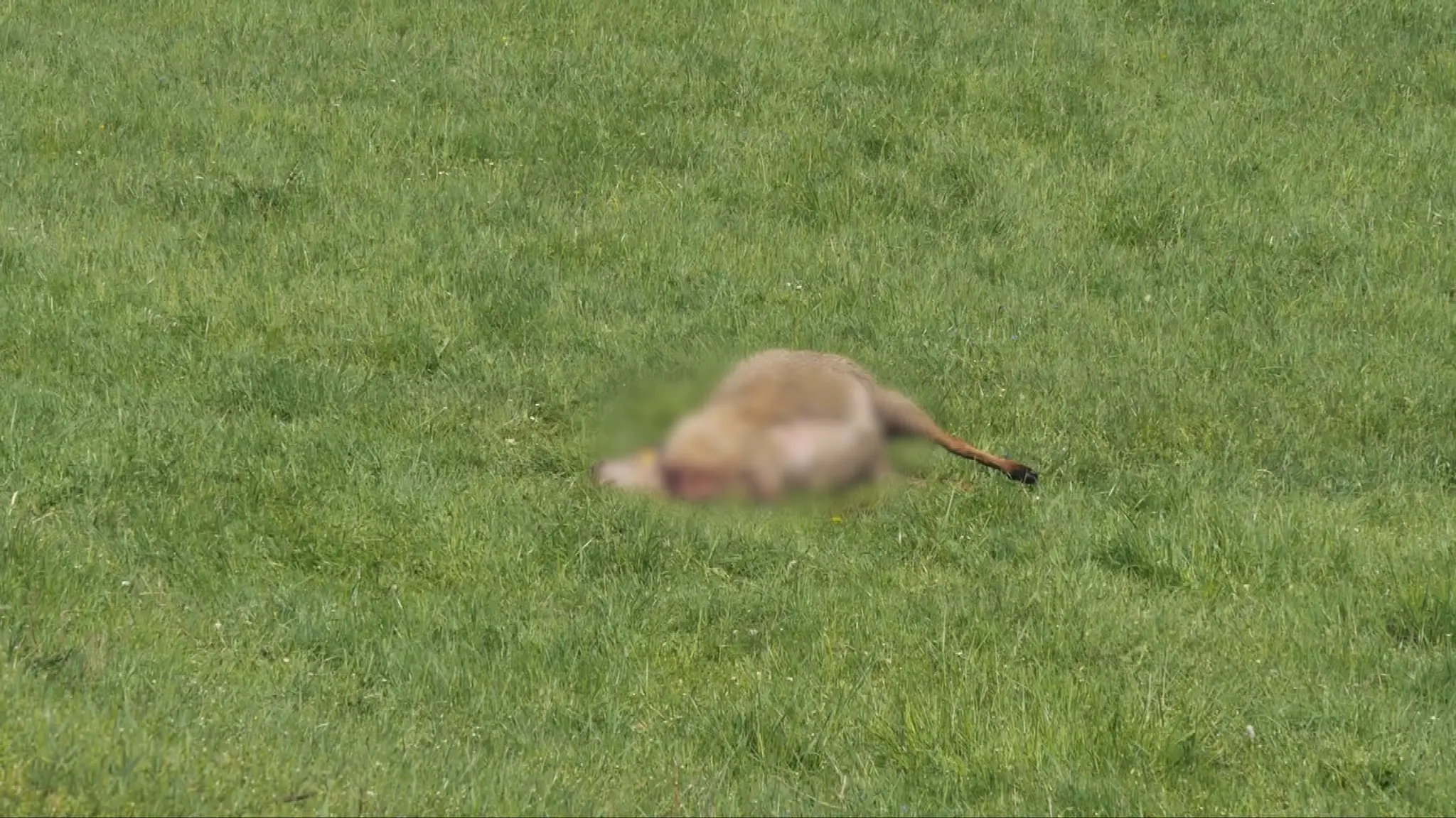Roztrhaná ovca.
