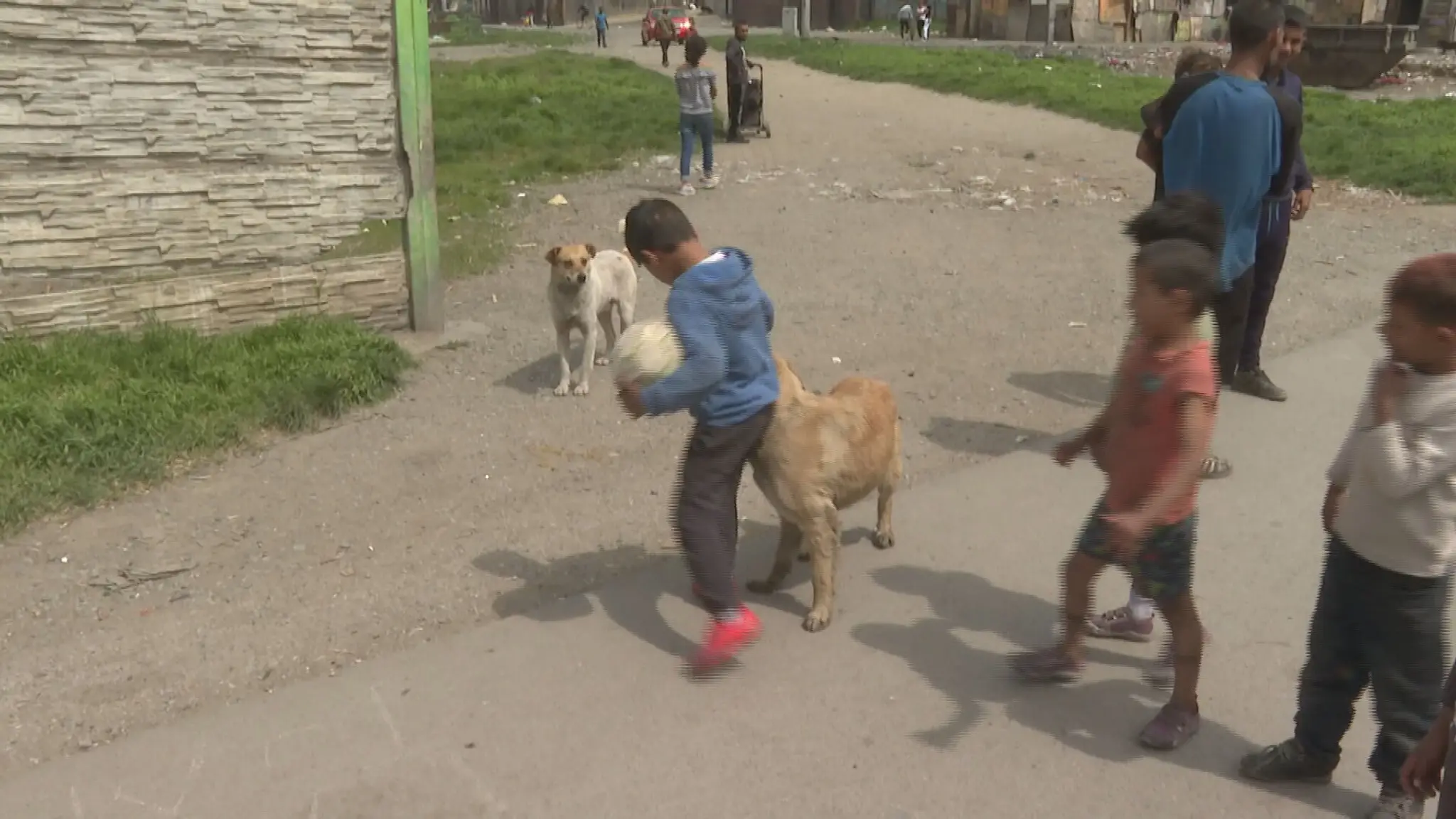 Psy v osade pri Košiciach.