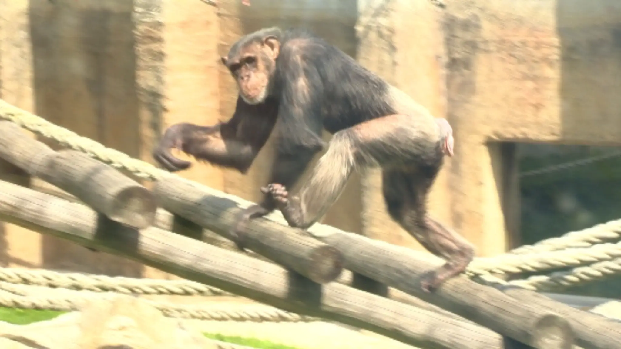 Šimpanz v bratislavskej zoo.jpg
