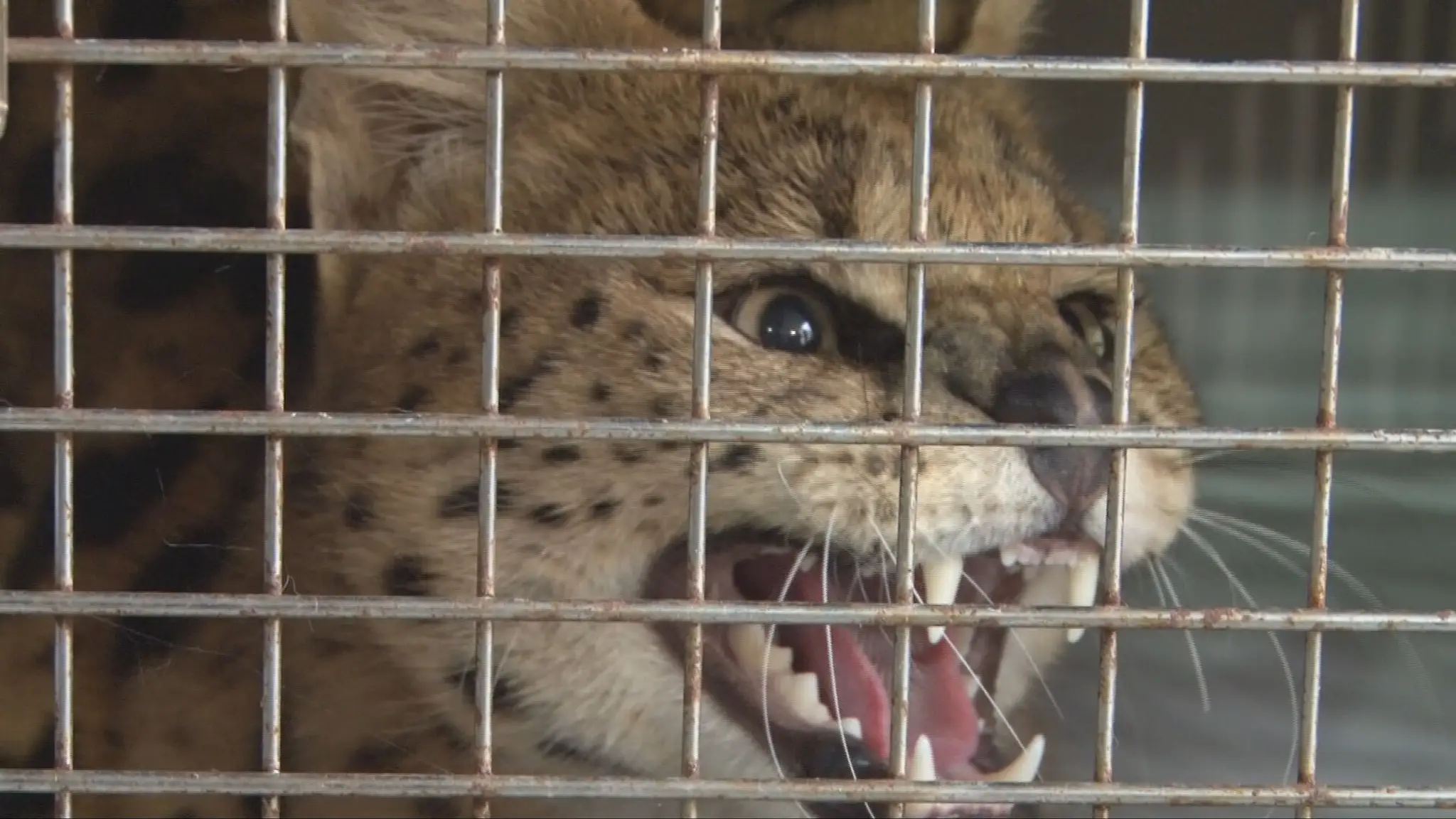Serval africký