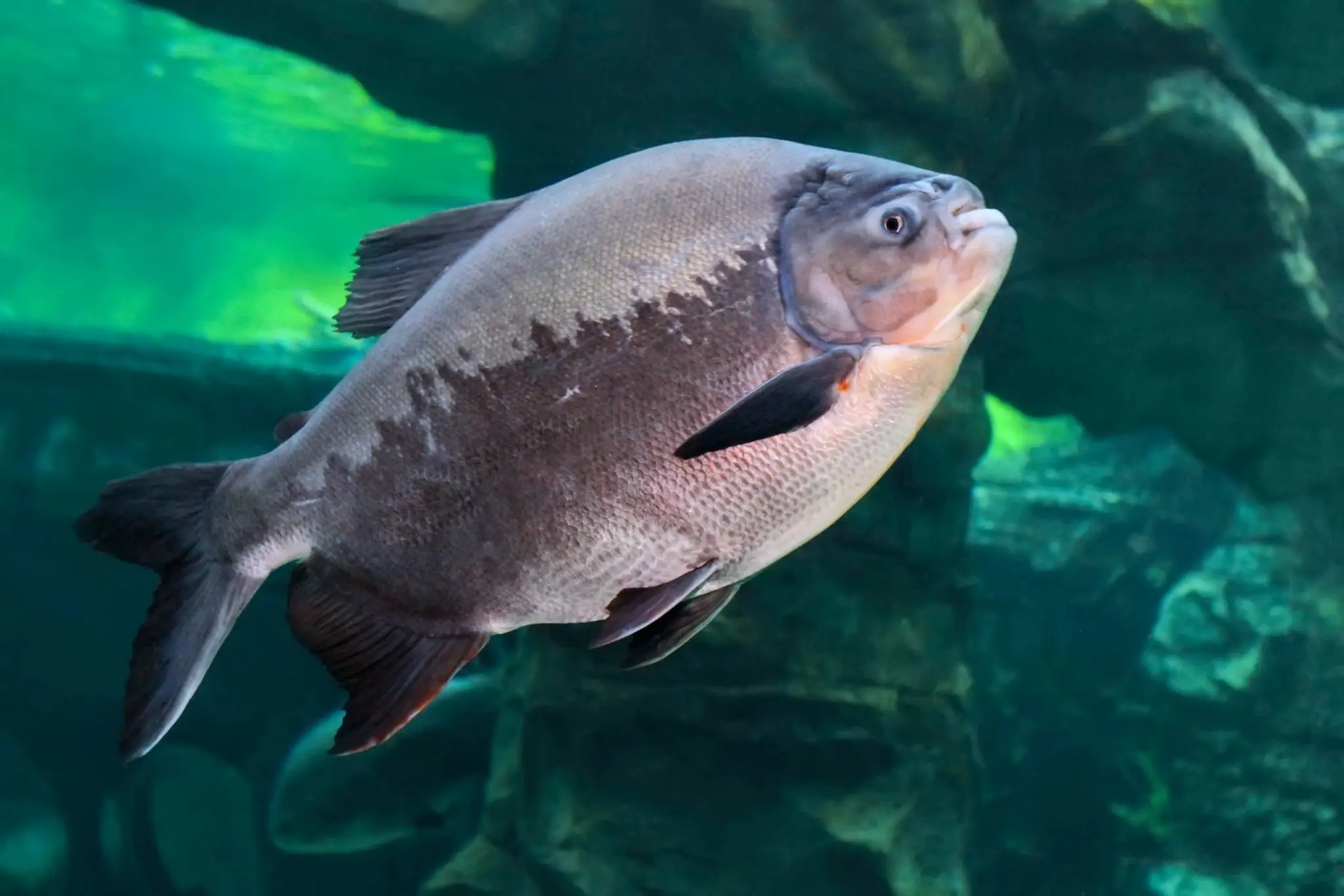 Ryba Tambaqui (lat. Colossoma macropomum).