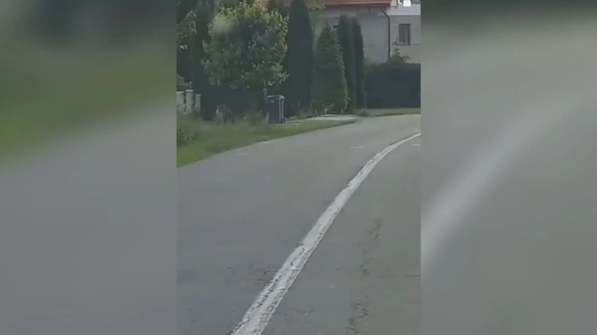Medveď v Detve