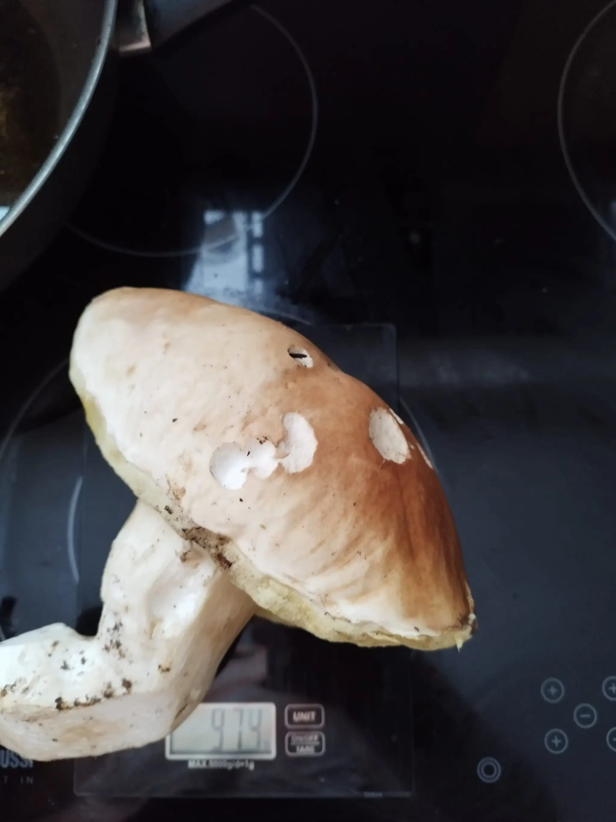 Aj dubák Mareka Valentíka vážil takmer kilogram