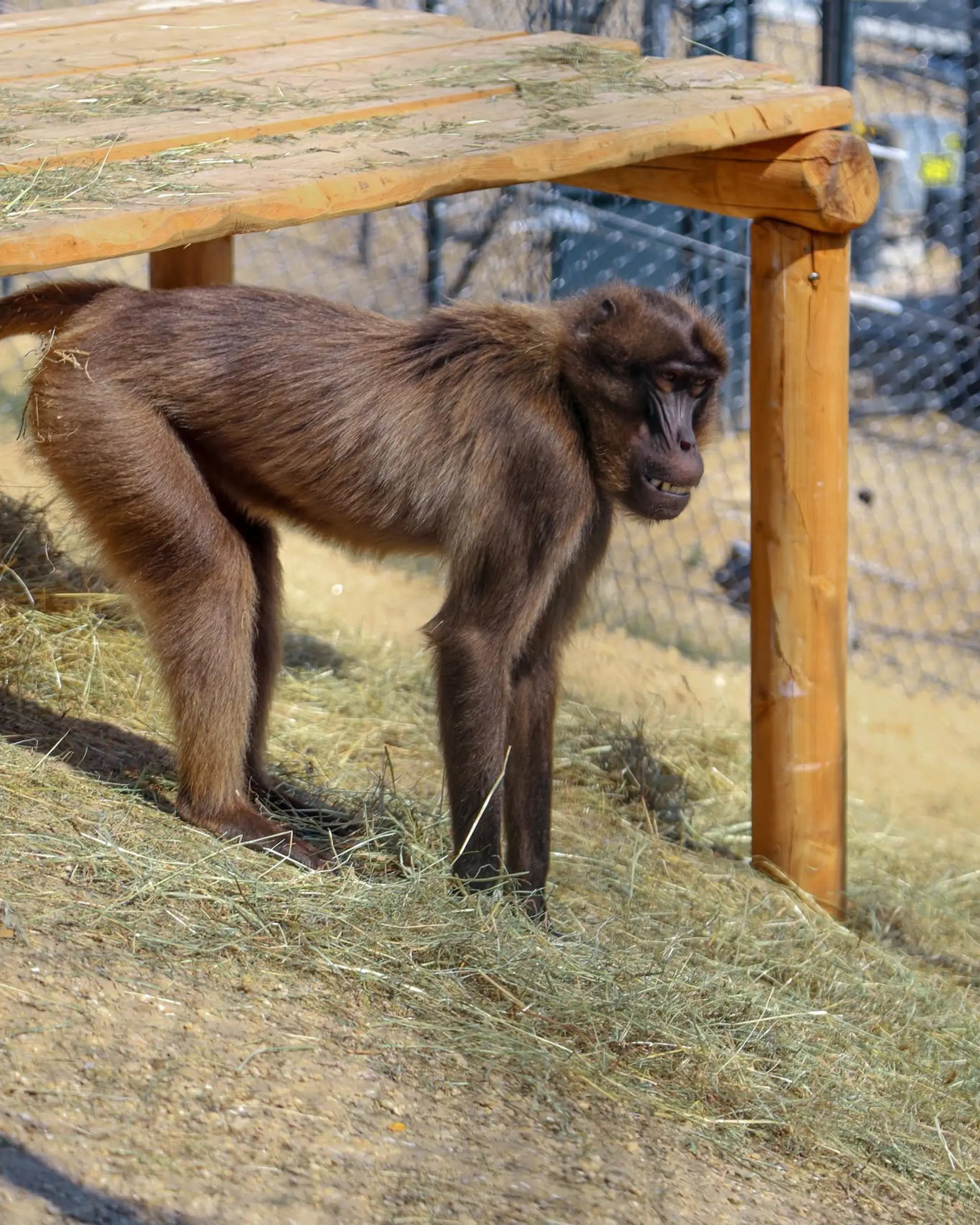 Bratislavská zoo privítala vzácnych paviánov dželada.