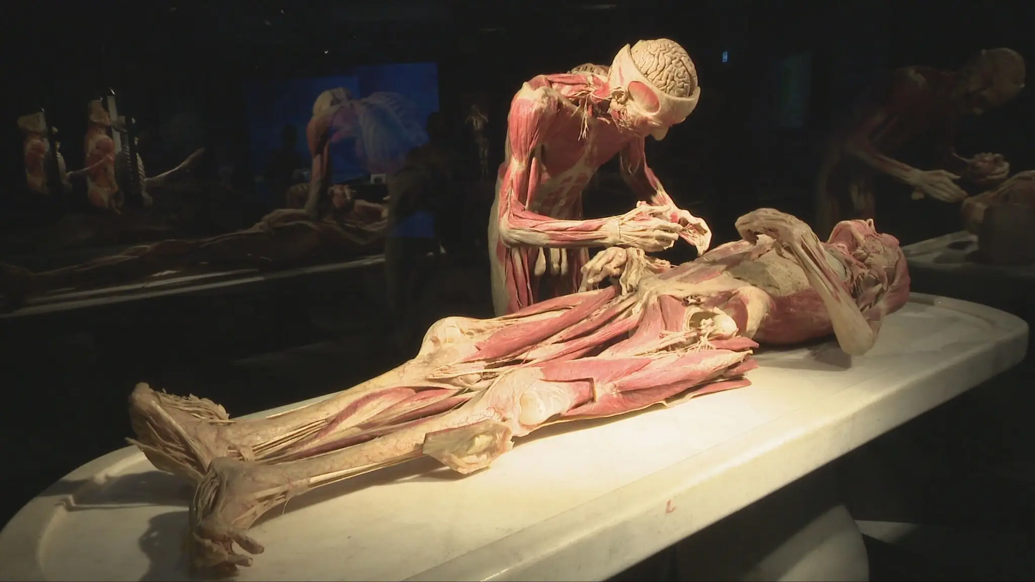 Výstava Body Worlds