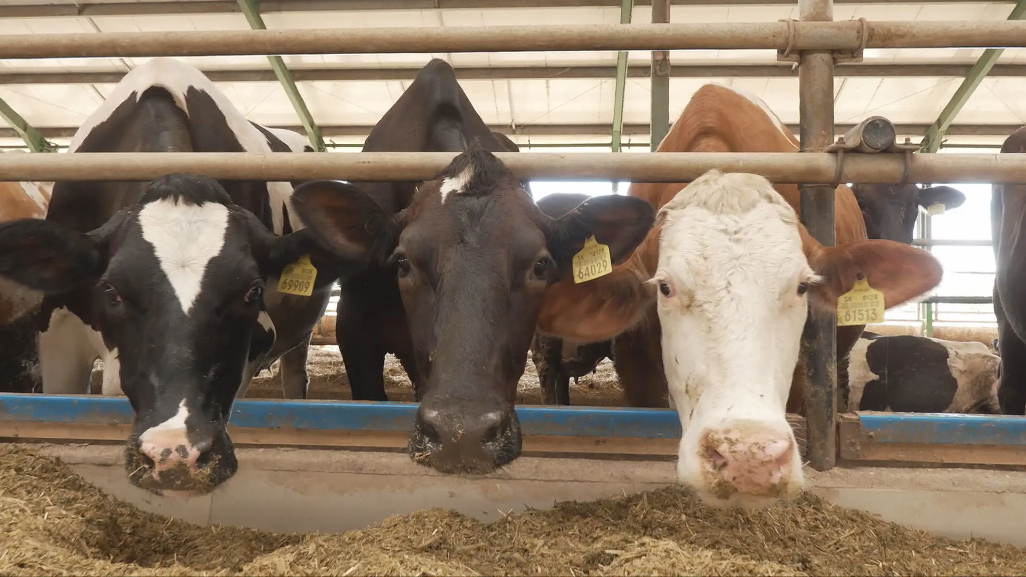 V horúčavách trpia aj hospodárske zvieratá. 