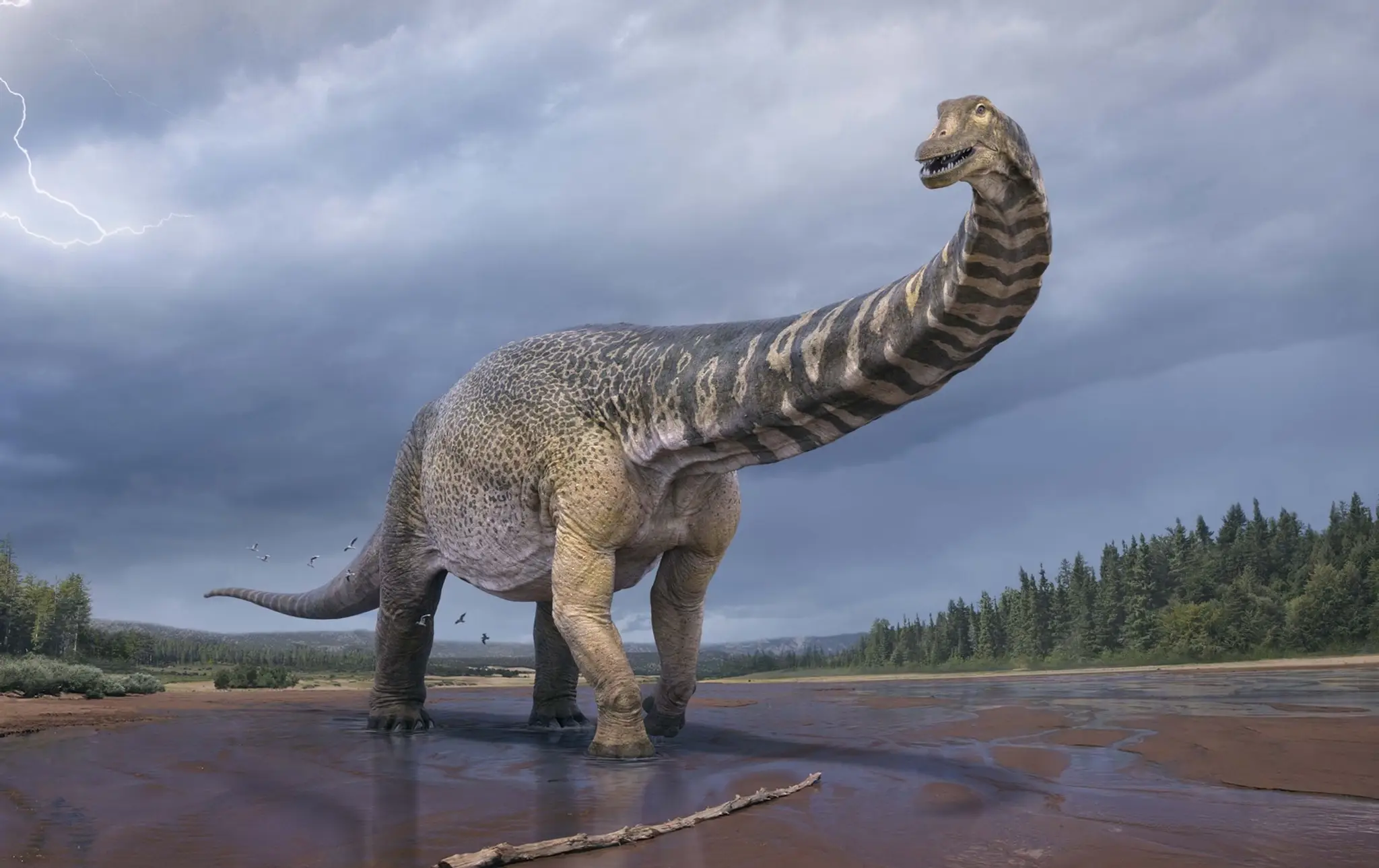 Australotitan cooperensis.jpg