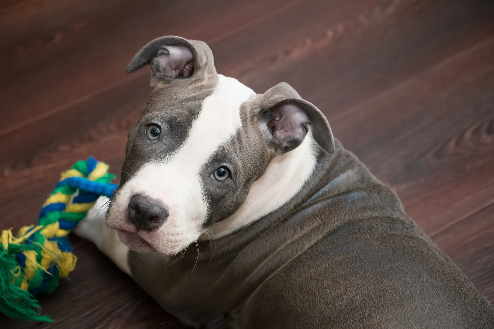 Pitbull