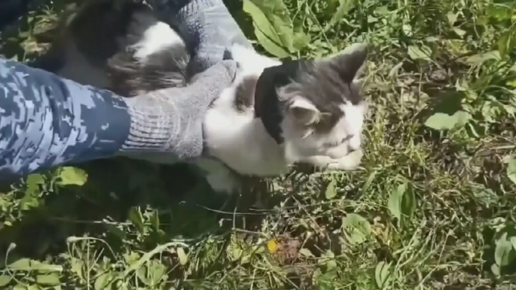 Mačka, ktorá pašovala drogy do väzenia