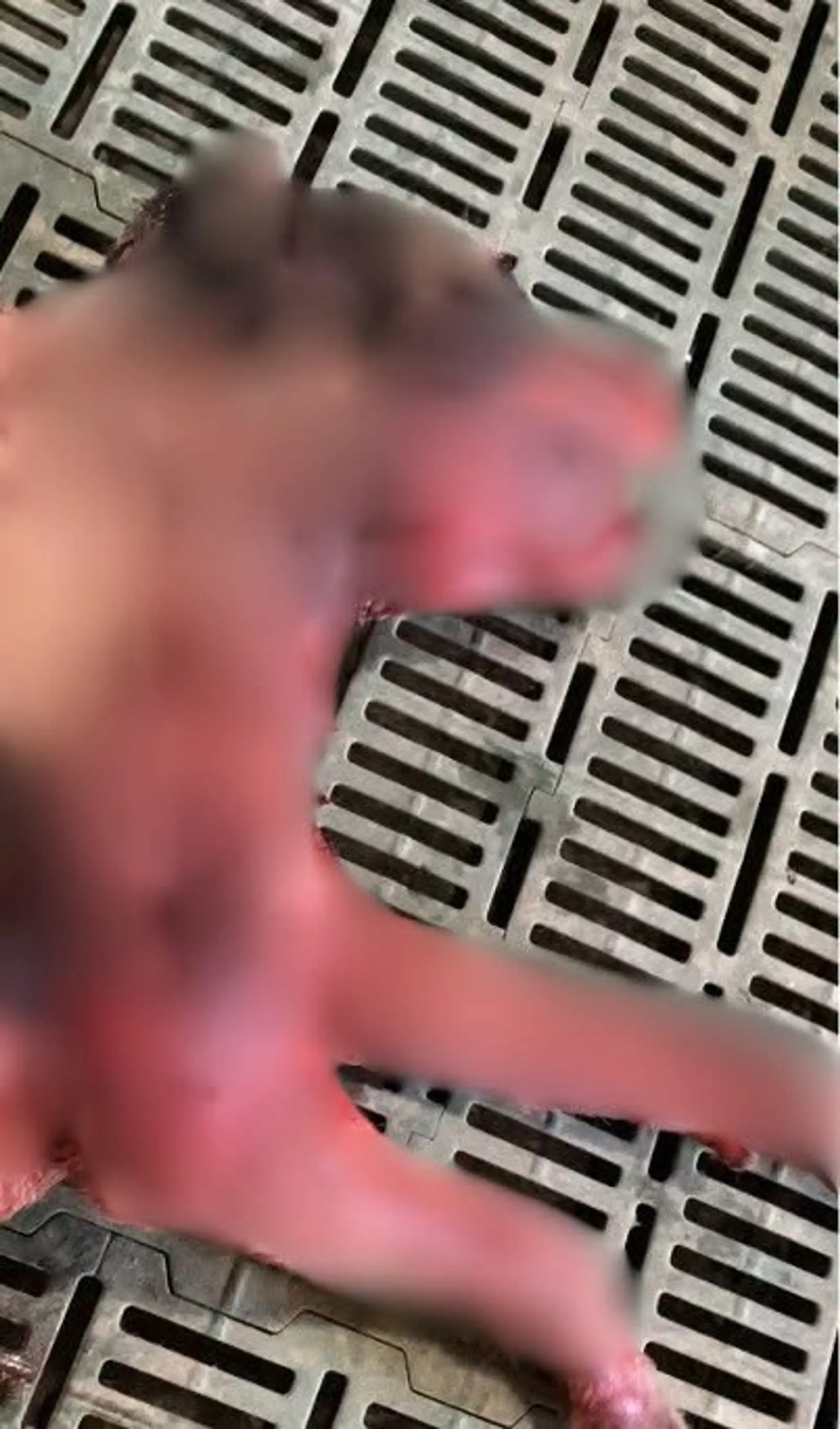 Mimoriadne kruté týranie zvierat.