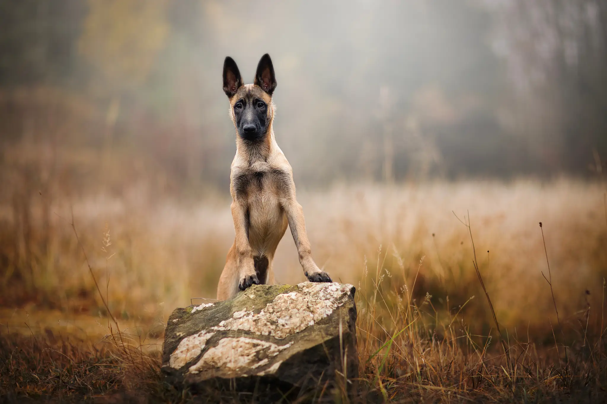 Pes malinois.
