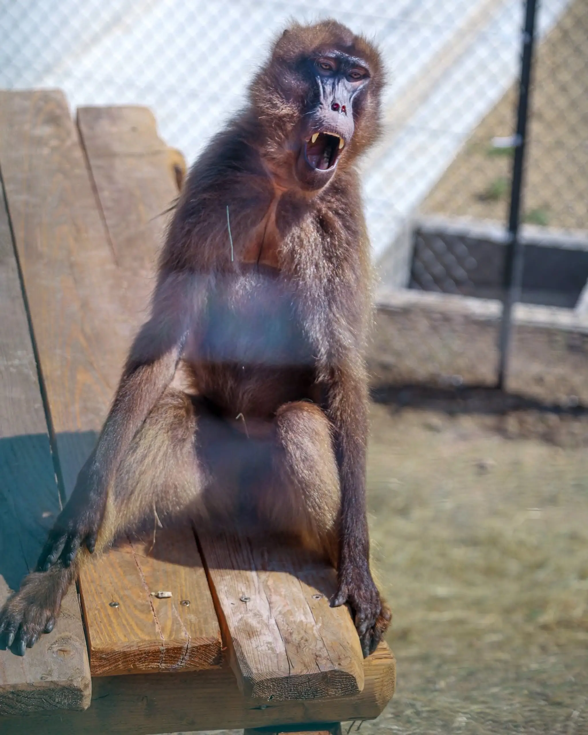 Bratislavská zoo privítala vzácnych paviánov dželada.