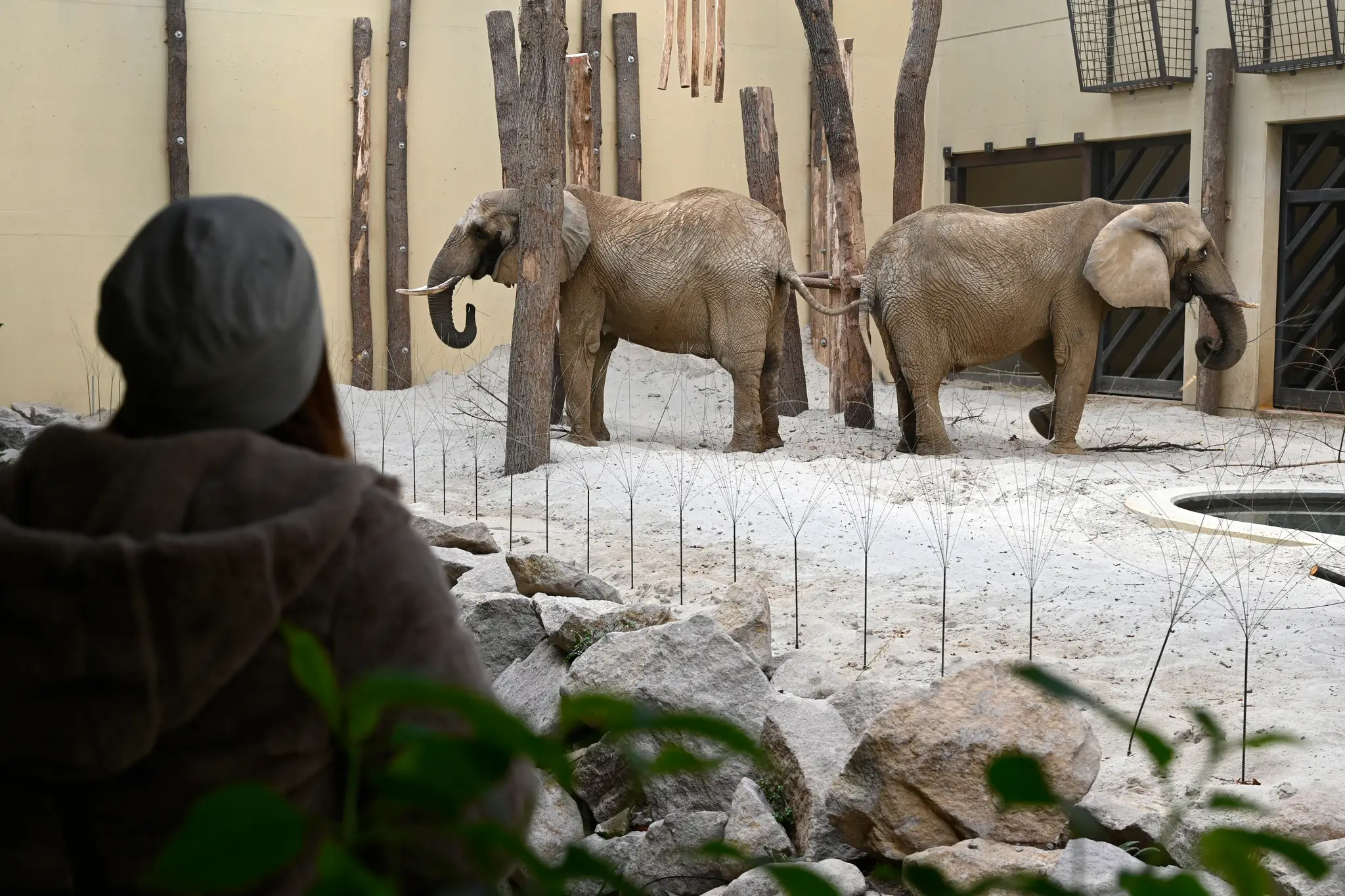 Slonice Maja a Gula v pavilóne slonov v ZOO Bojnice