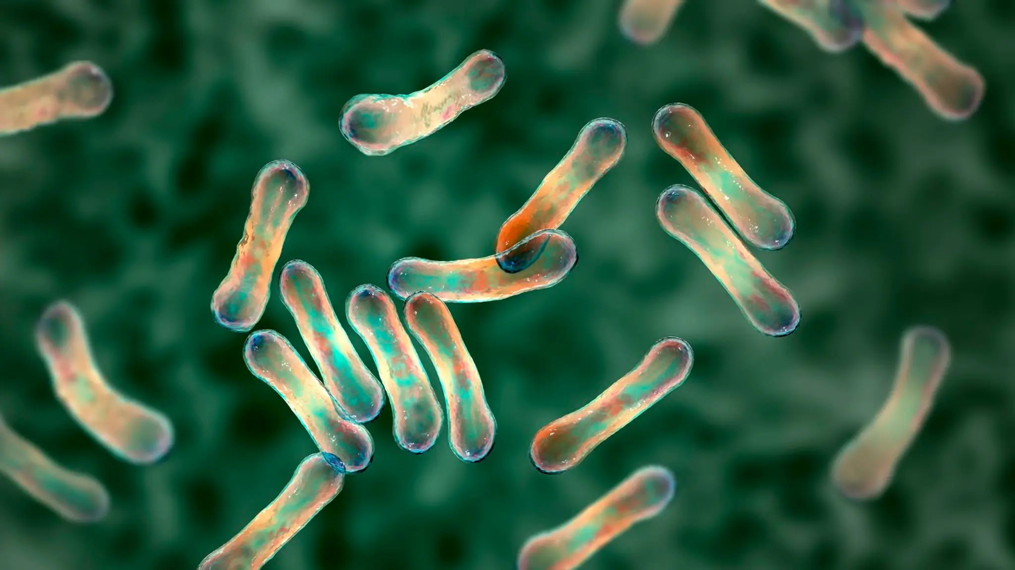 Baktérie Corynebacterium diphtheriae.