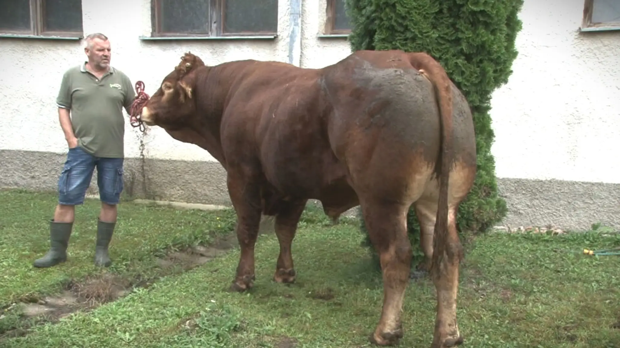Býk Glenn.