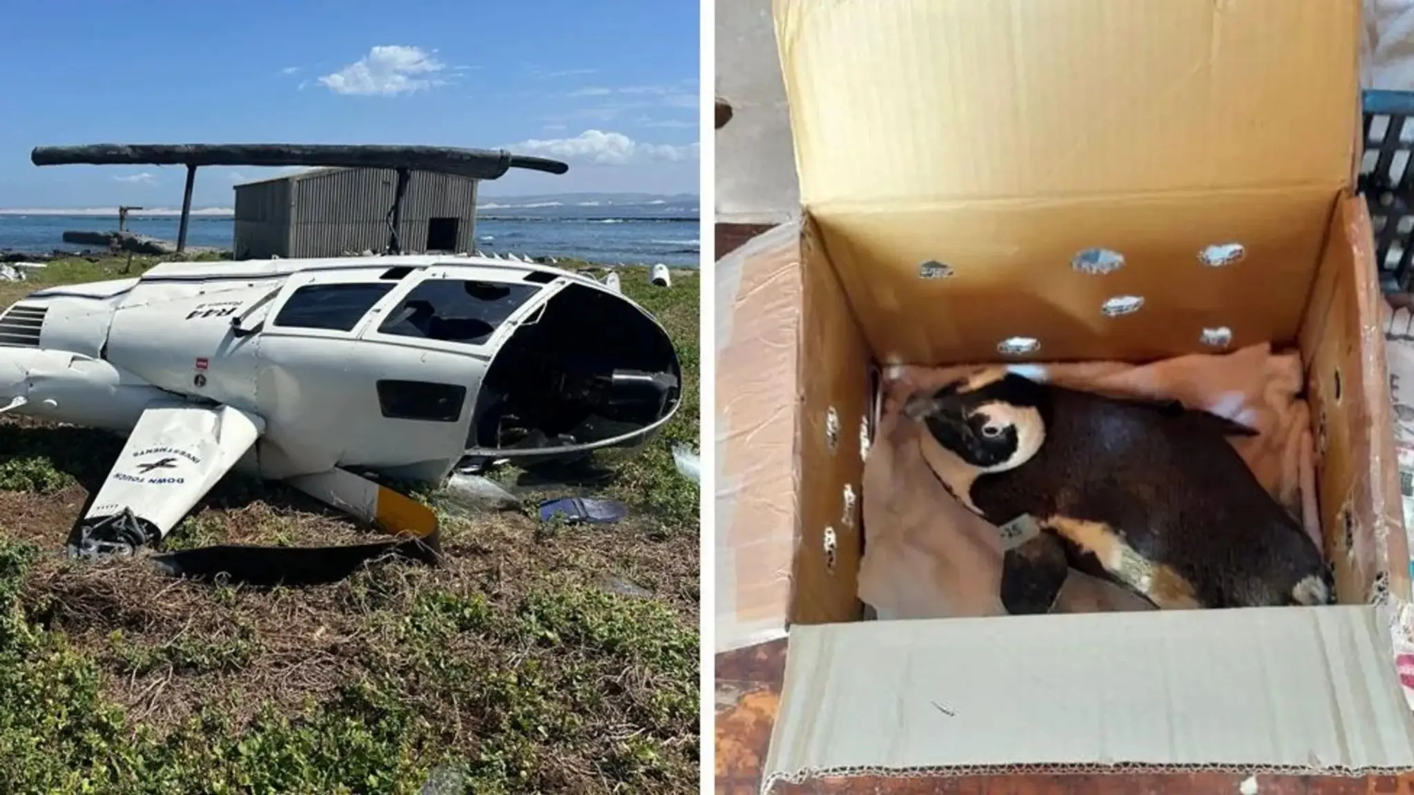 Tučniak zapríčinil pád helikoptéry