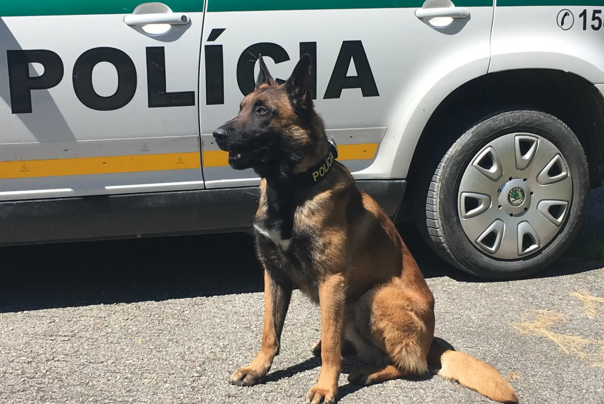 Policajný pes Nyko.