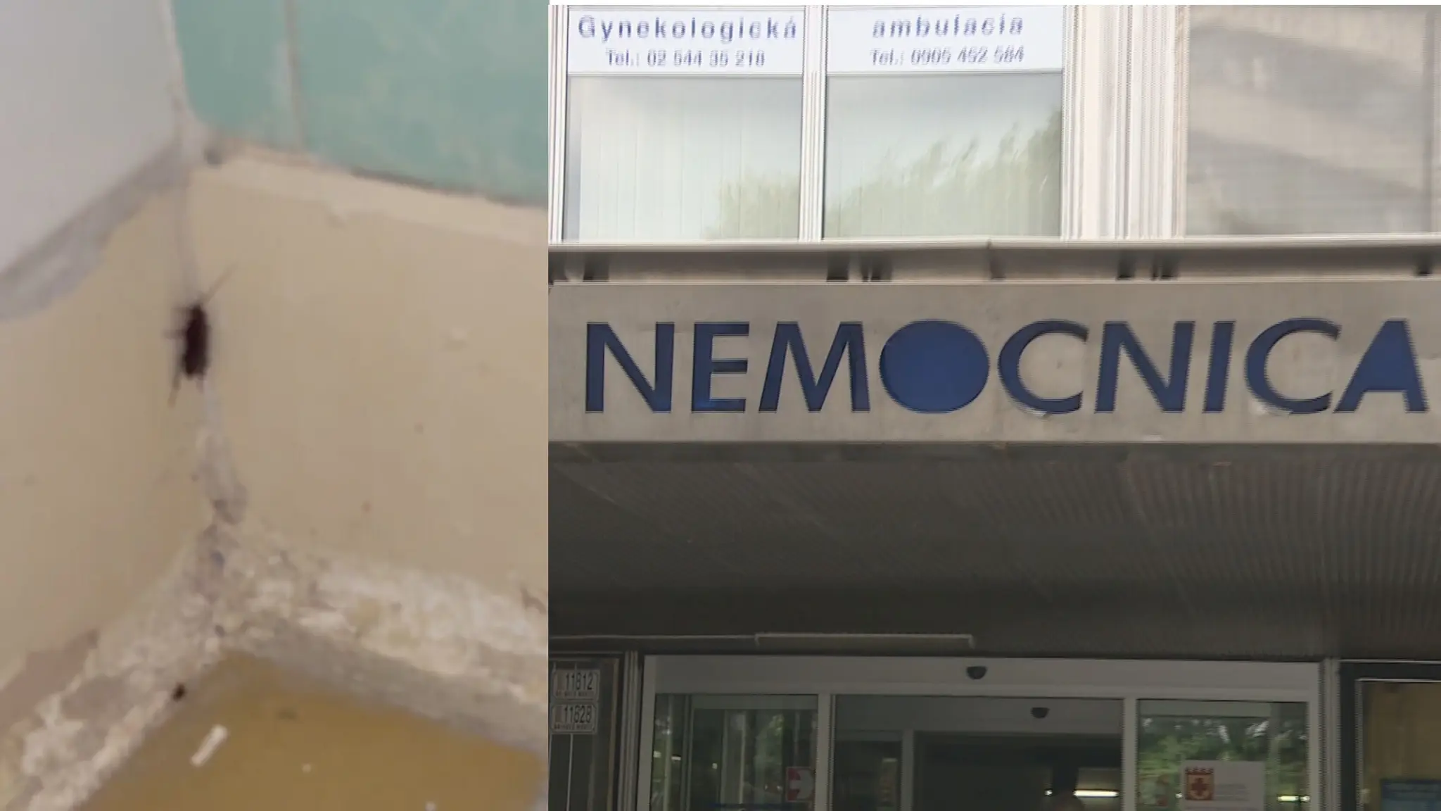 šváby v nemocnici
