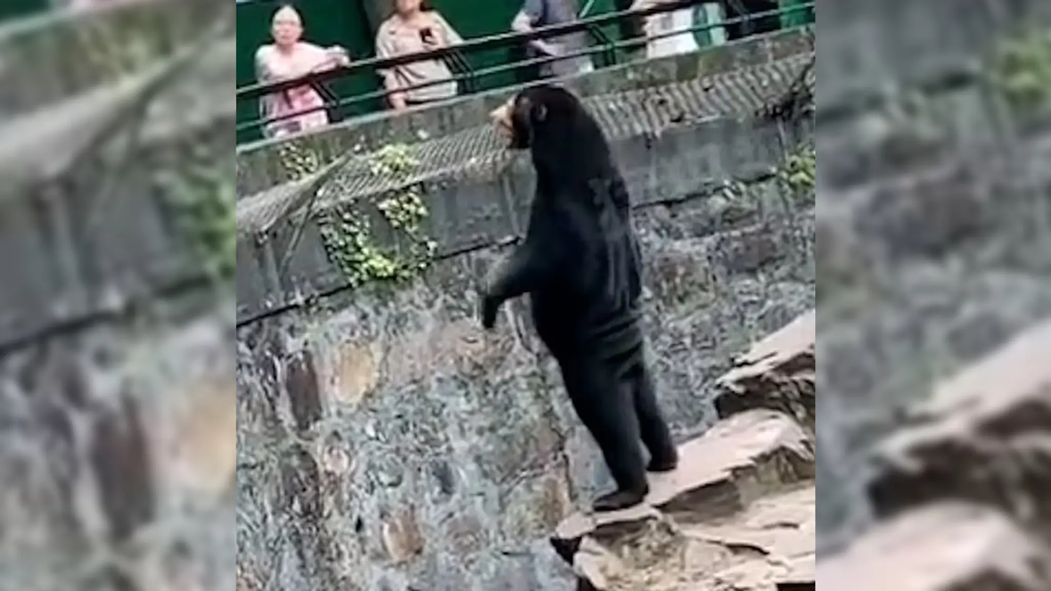 Medveď