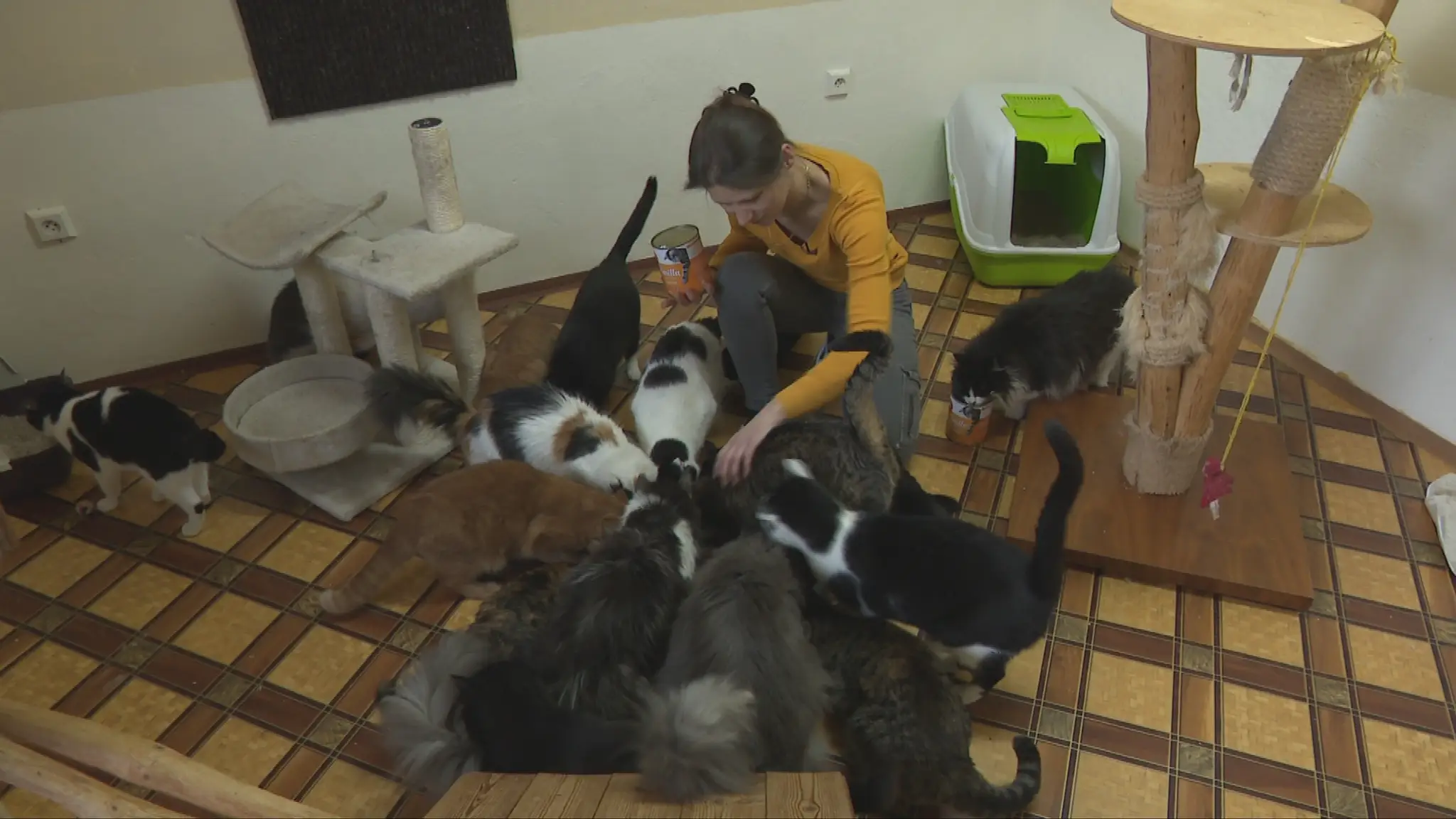 Lenka s mačkami.