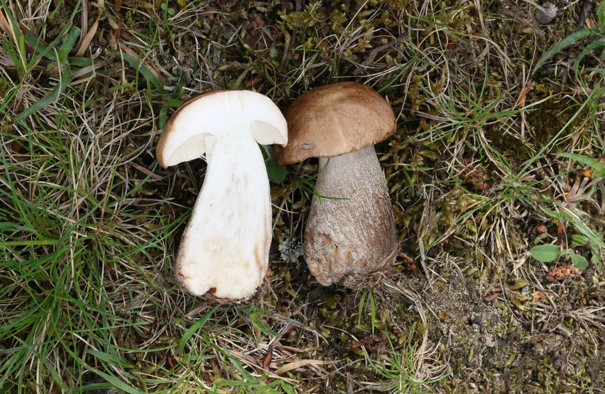 kozák brezový (lat. Leccinum scabrum)