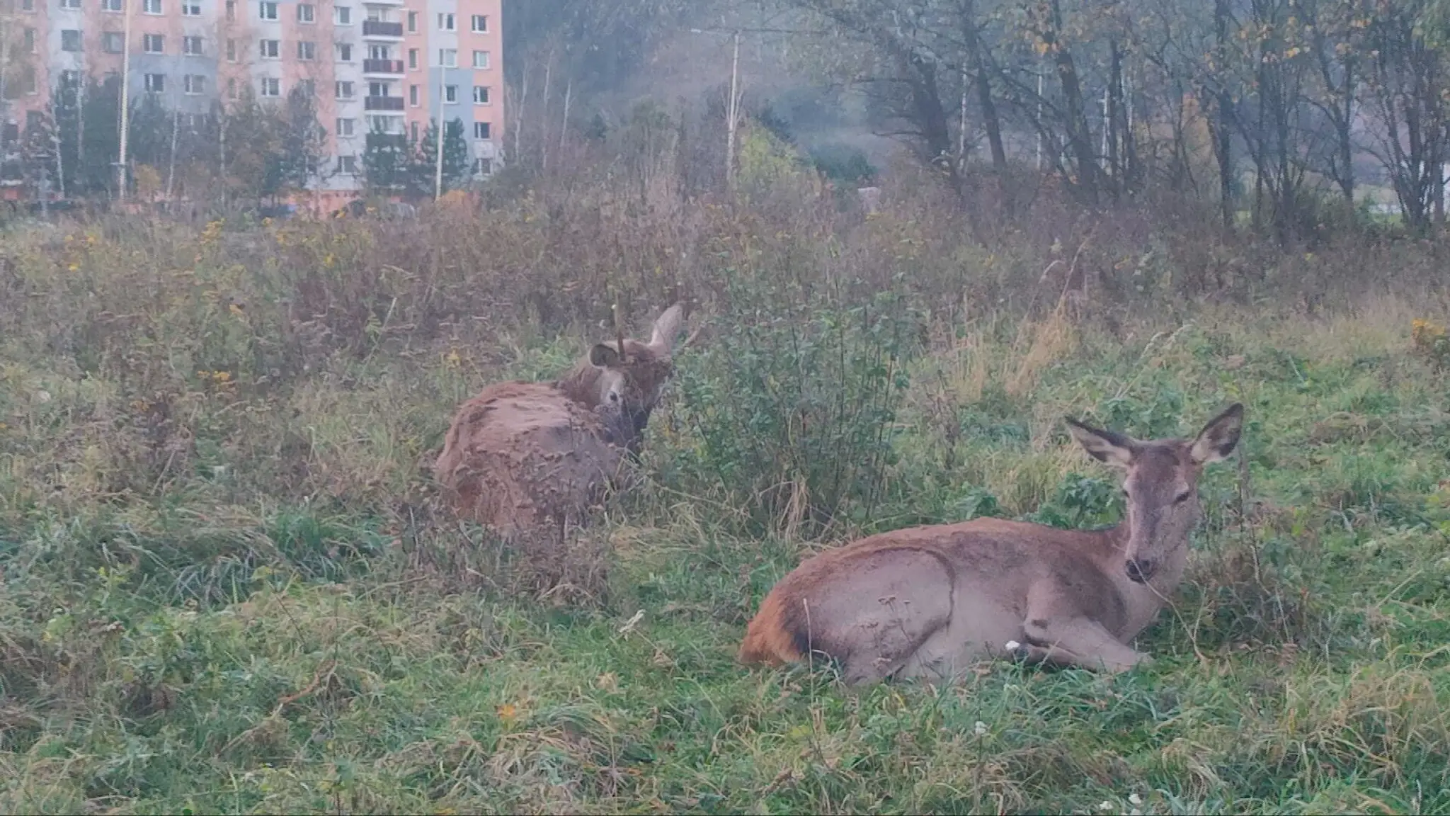 Jelenice v Ružomberku