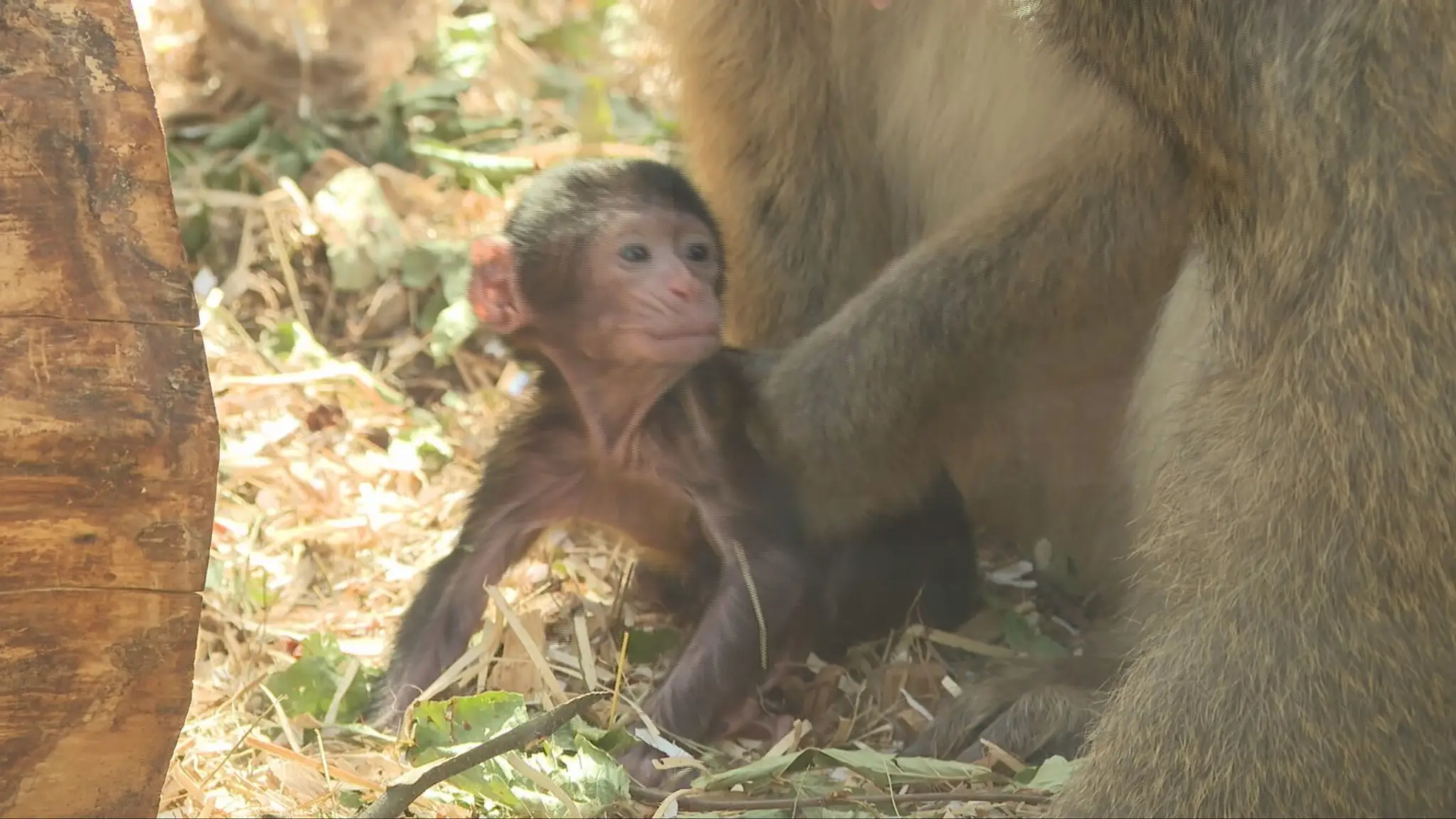Makak magot v košickej ZOO