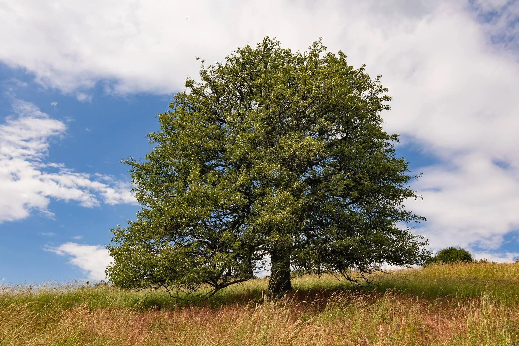 6. Hruška planá (Pyrus pyraster)
