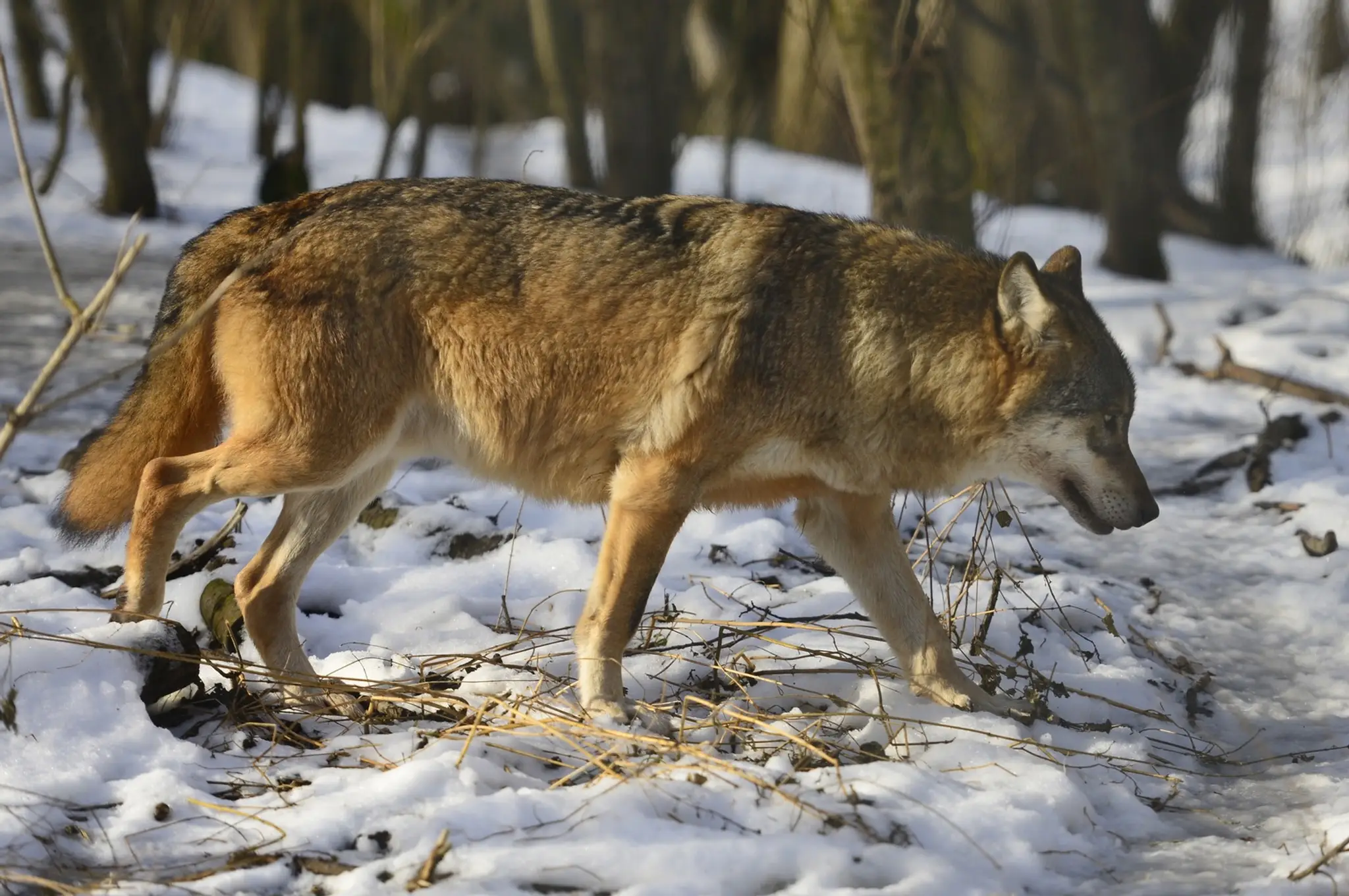Na snímke vlk euroázijský (canis lupus).
