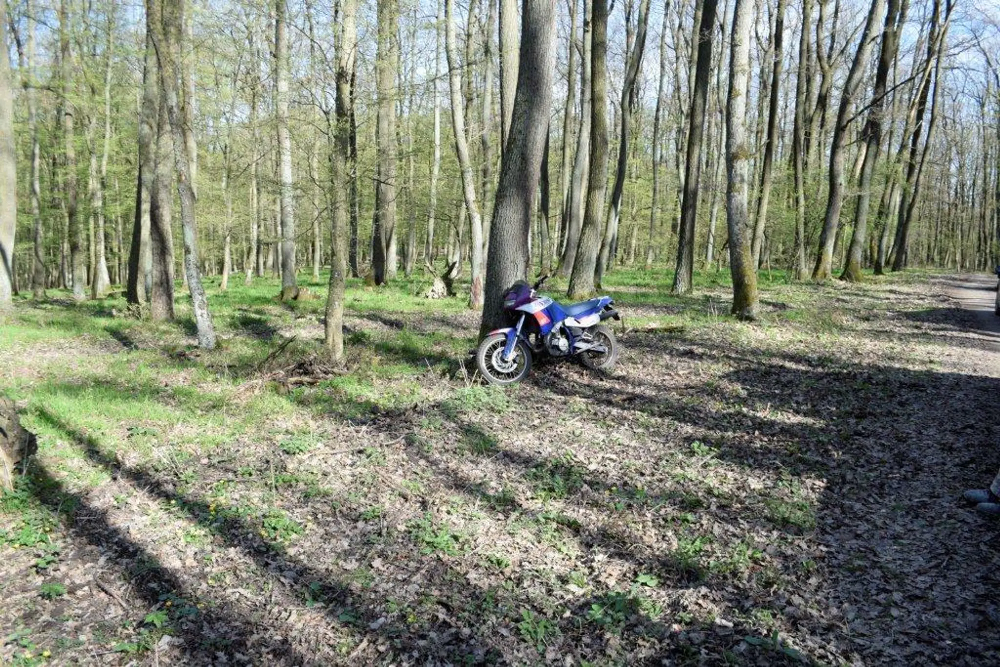 Motoristi v lese.