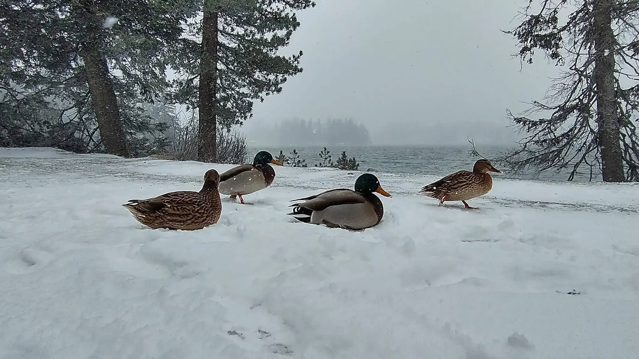 Štrbské pleso.