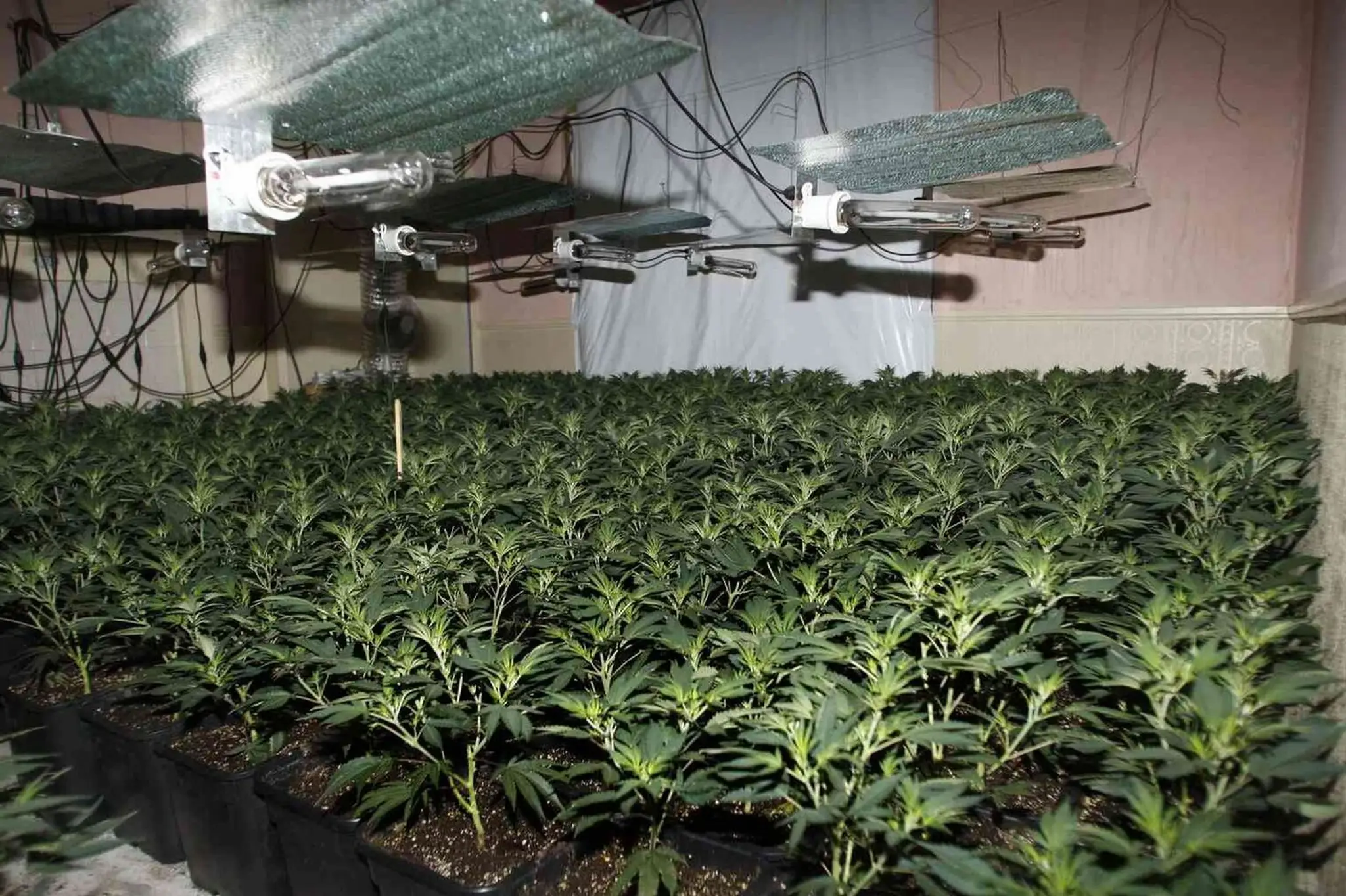 Marihuana