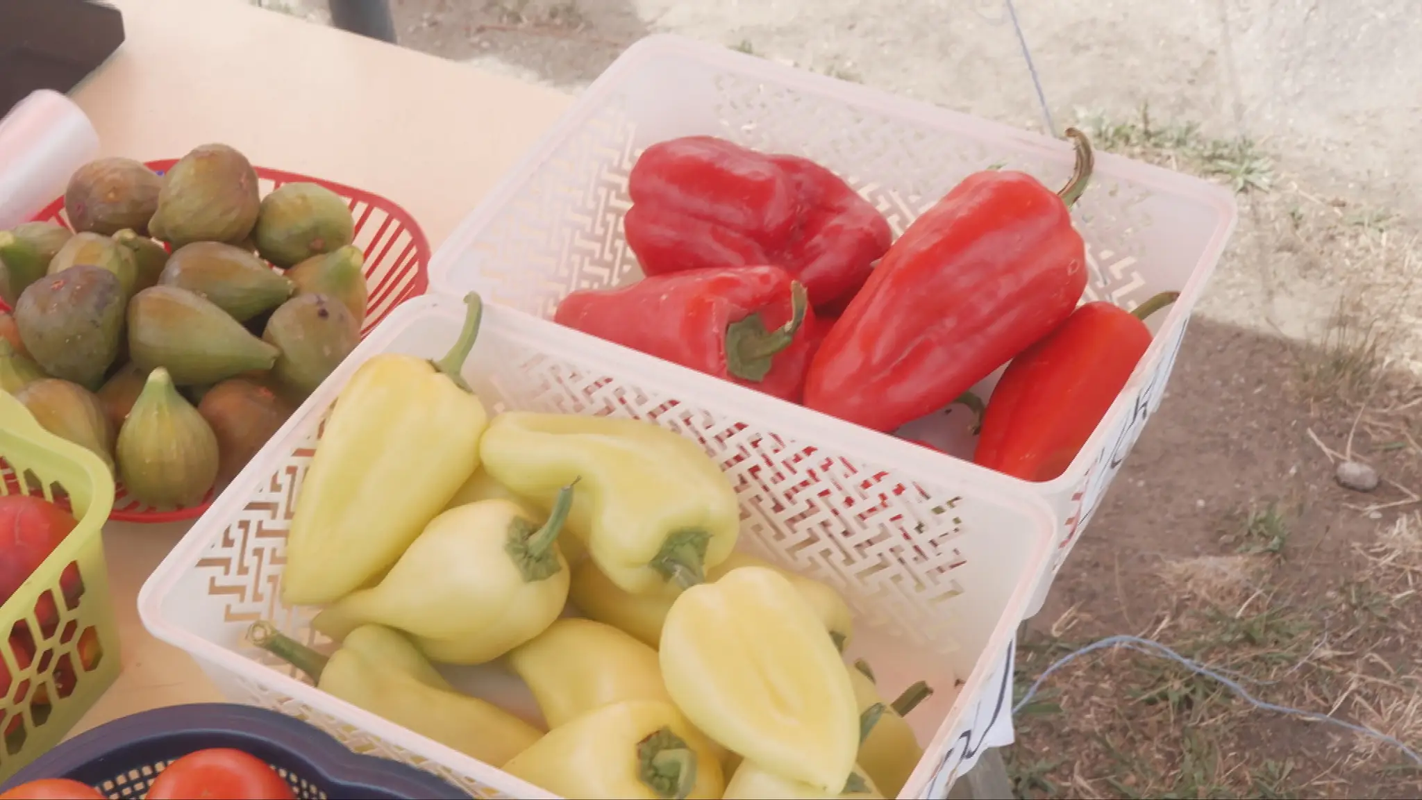 Zelenina, rajčiny, papriky.