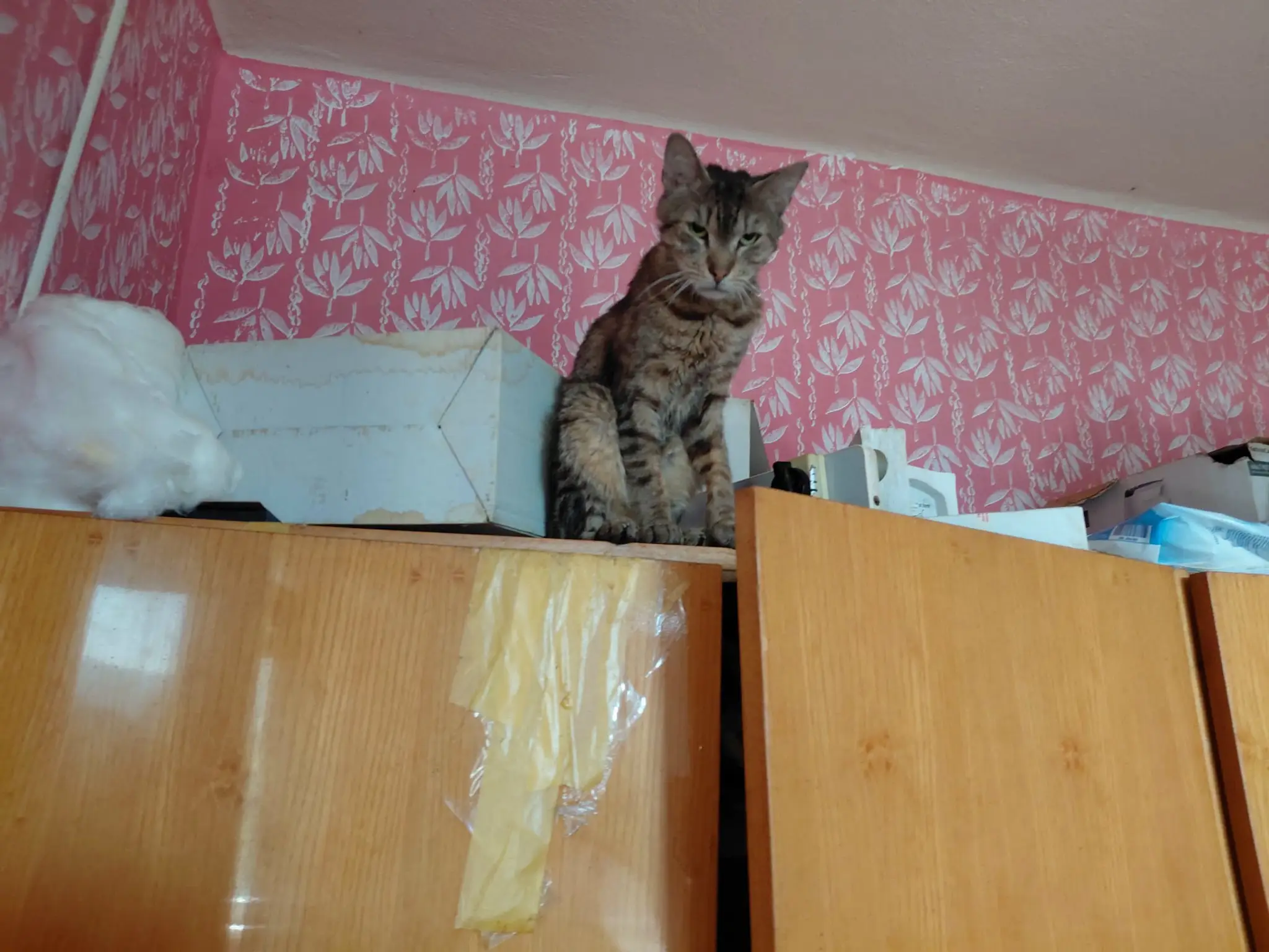Katastrofálne podmienky a zanedbané zvieratá.