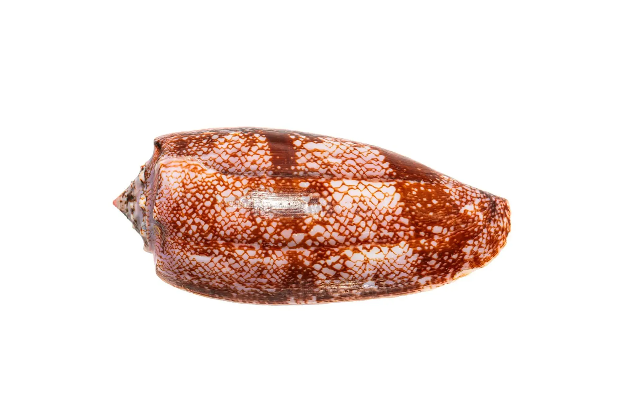 Homolica mapová.