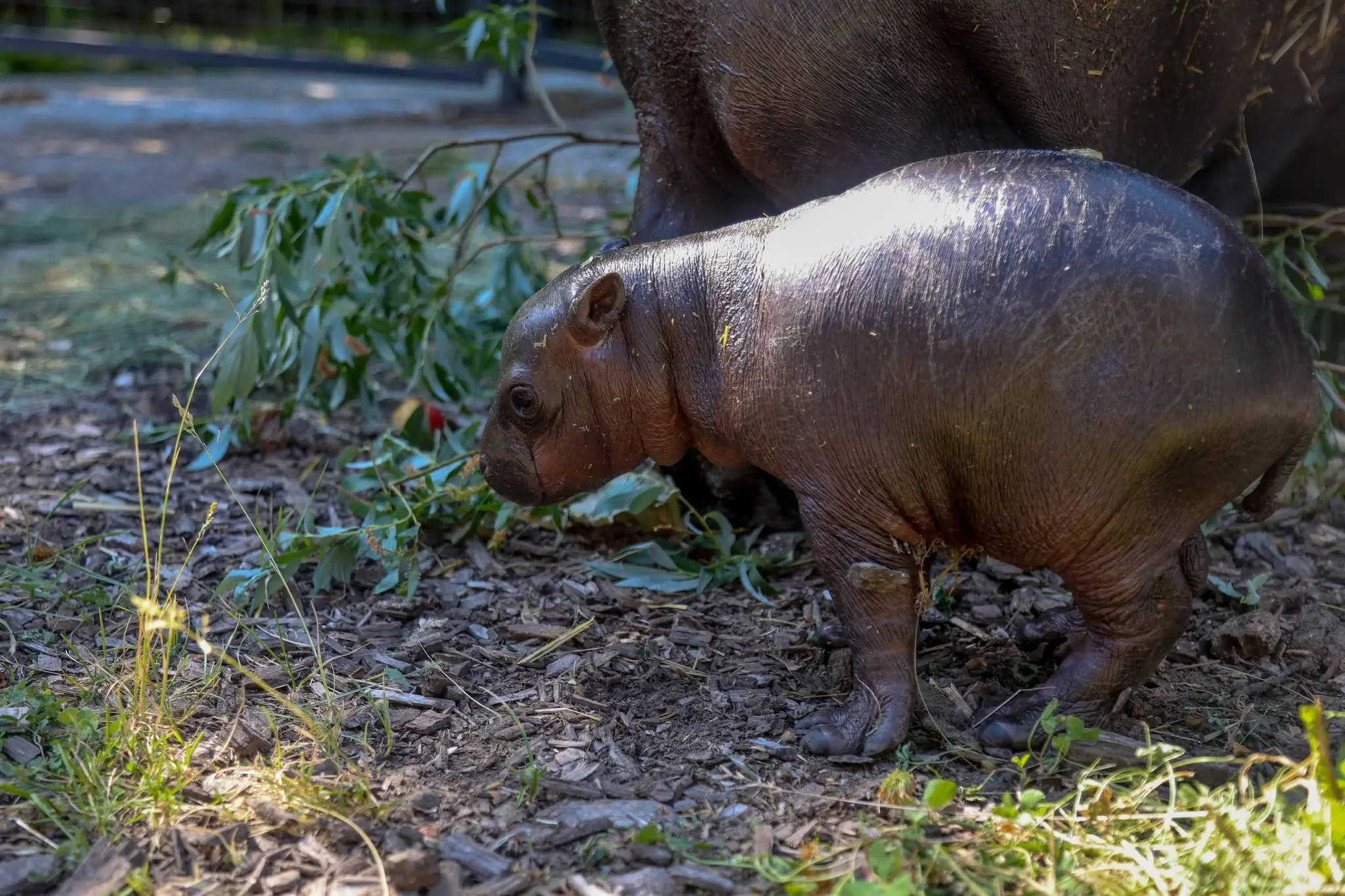 Zoo Bratislava oznámila narodenie samičky hrošíka libérijského.