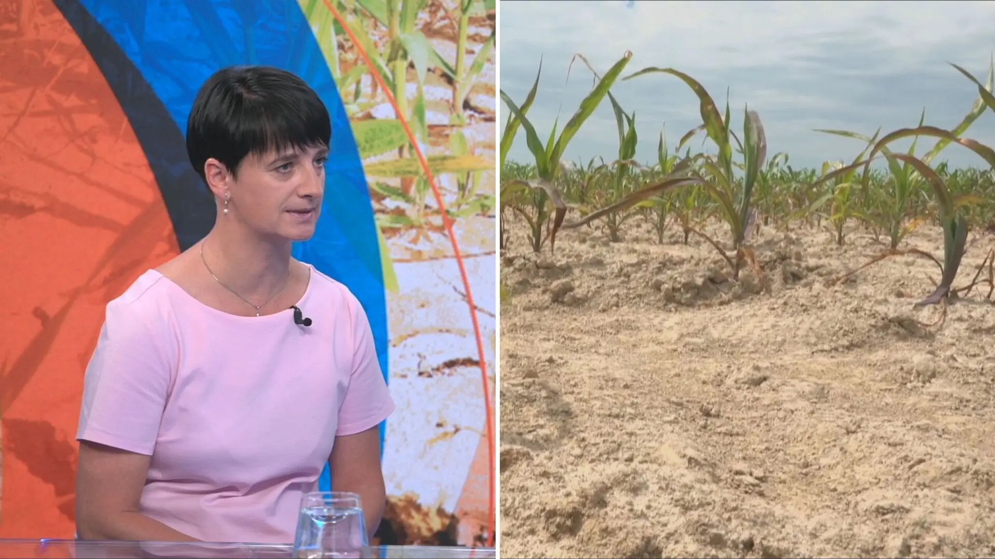 Jana Holéciová v tnlive.sk