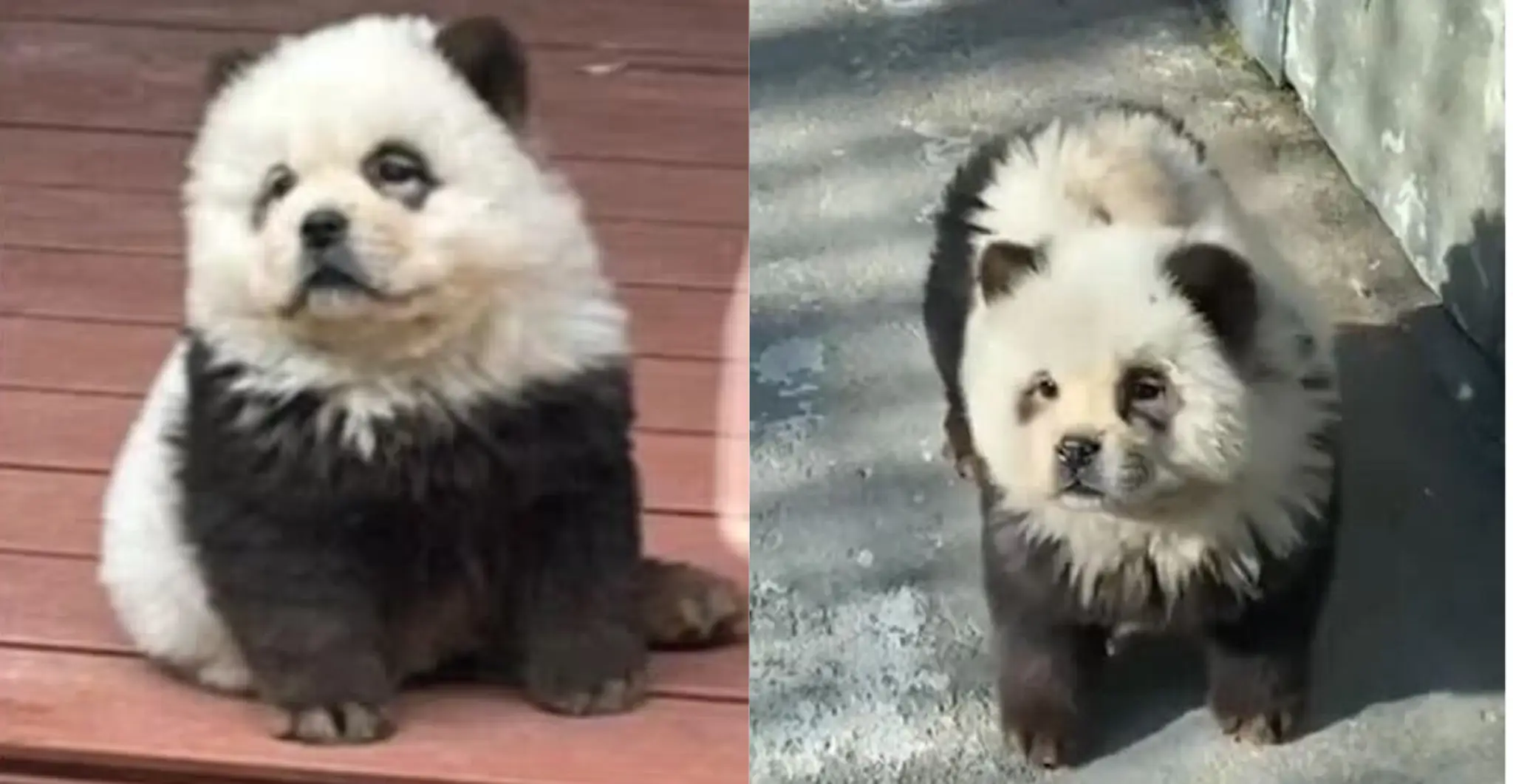 Pandy sú v skutočnosti nafarbené psy
