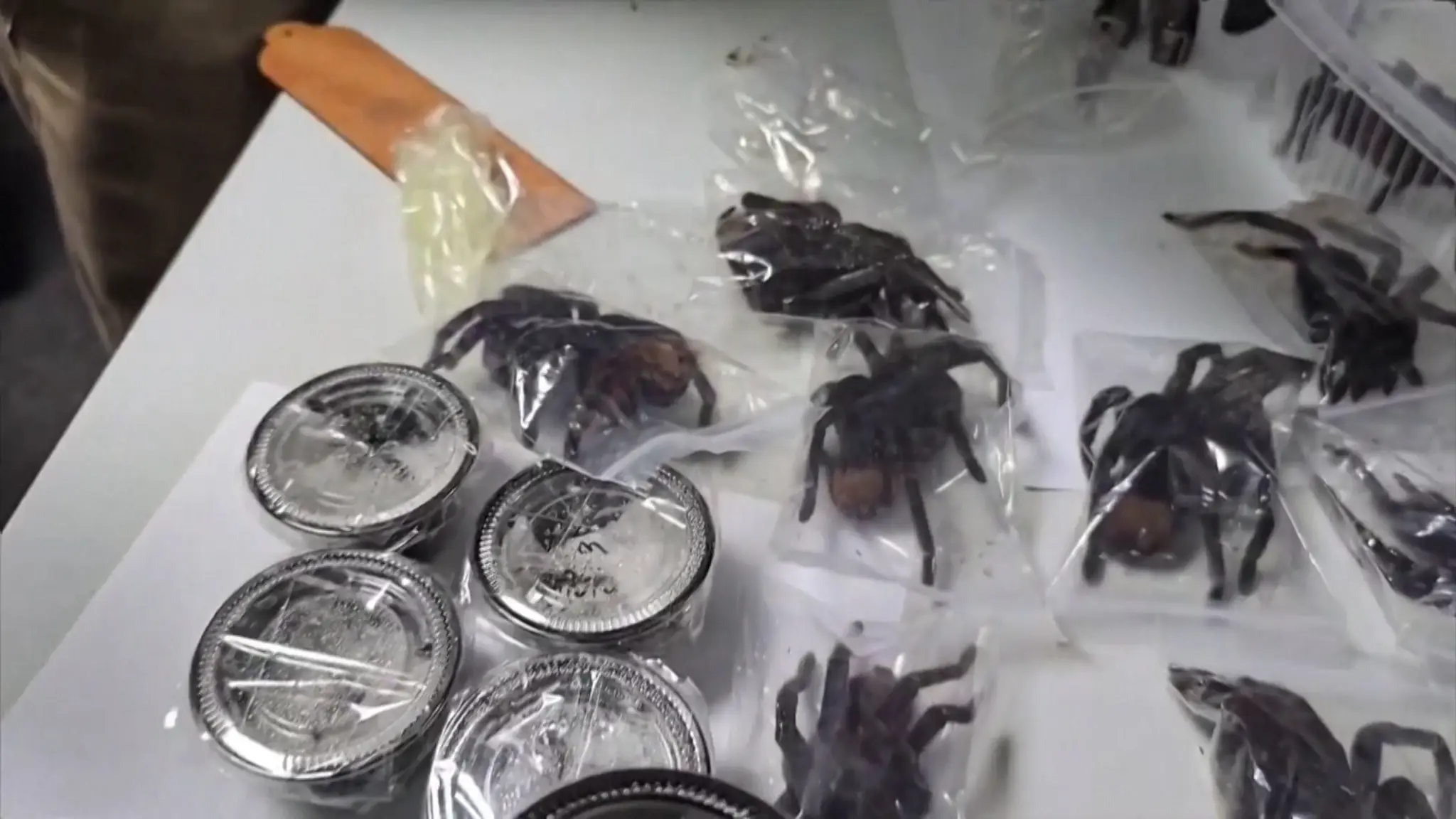 Zabavené tarantuly